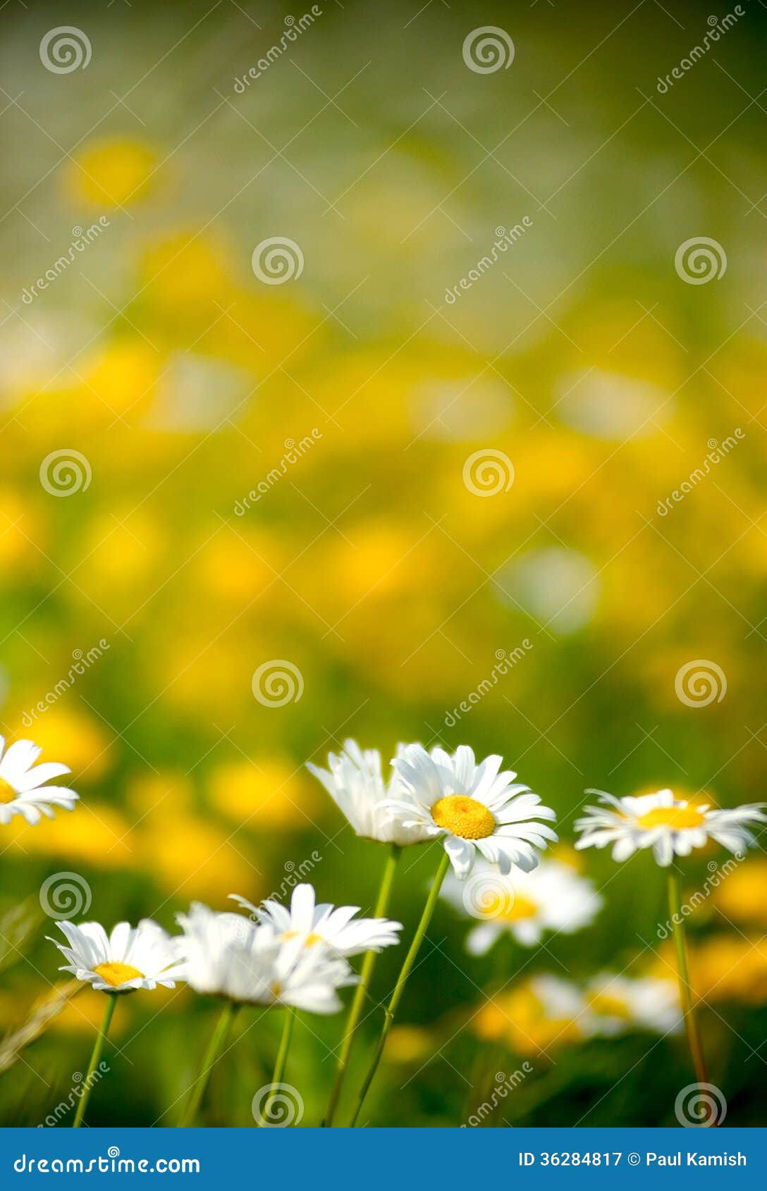 Wallpaper #3mhXIpMBSpphPi3-4TKc48 Beautiful White Daisies in a Field of Flowers Stock Image Image of