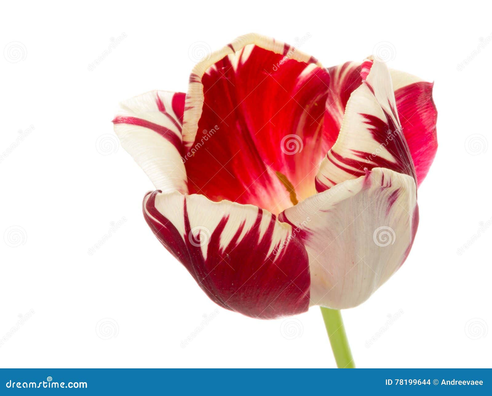 Wallpaper #0f480 Tulips Golden Varietie Stock Image Image of Grass 19338473