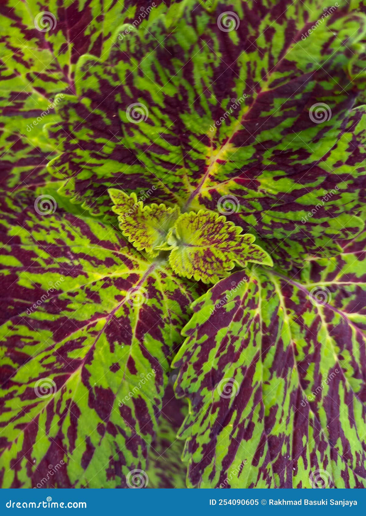 Wallpaper #4GdP9JIBSpphPi3-k3mn142 Beautiful Flower Pattern with Color Combination Green and Pink Violet