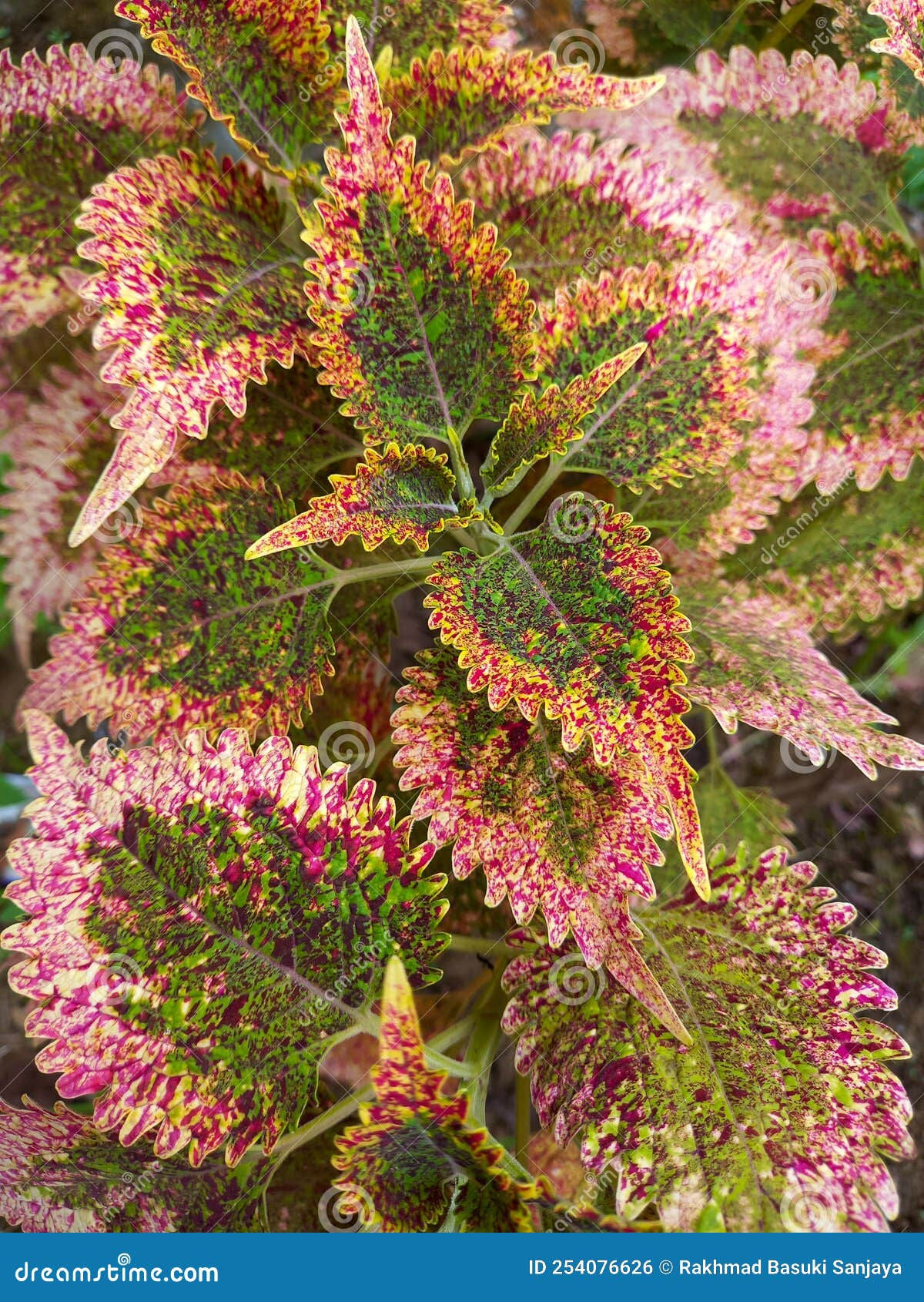 Wallpaper #4GdP9JIBSpphPi3-k3mn152 Beautiful Flower Pattern with Color Combination Stock Photo Image of