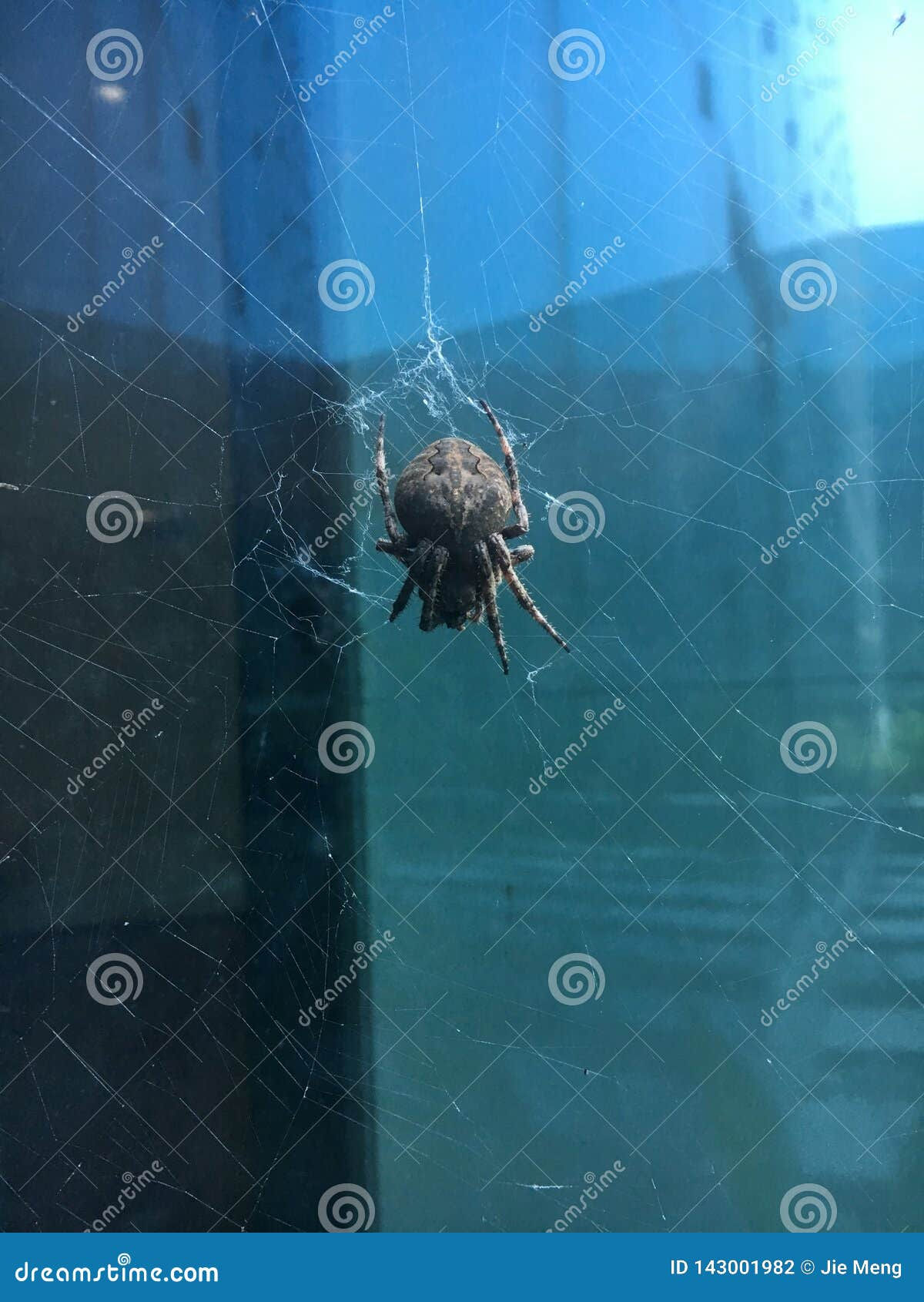 Wallpaper #ce6bd Giant Spider on the Ceiling of an Abandoned Psychiatric Hospital R