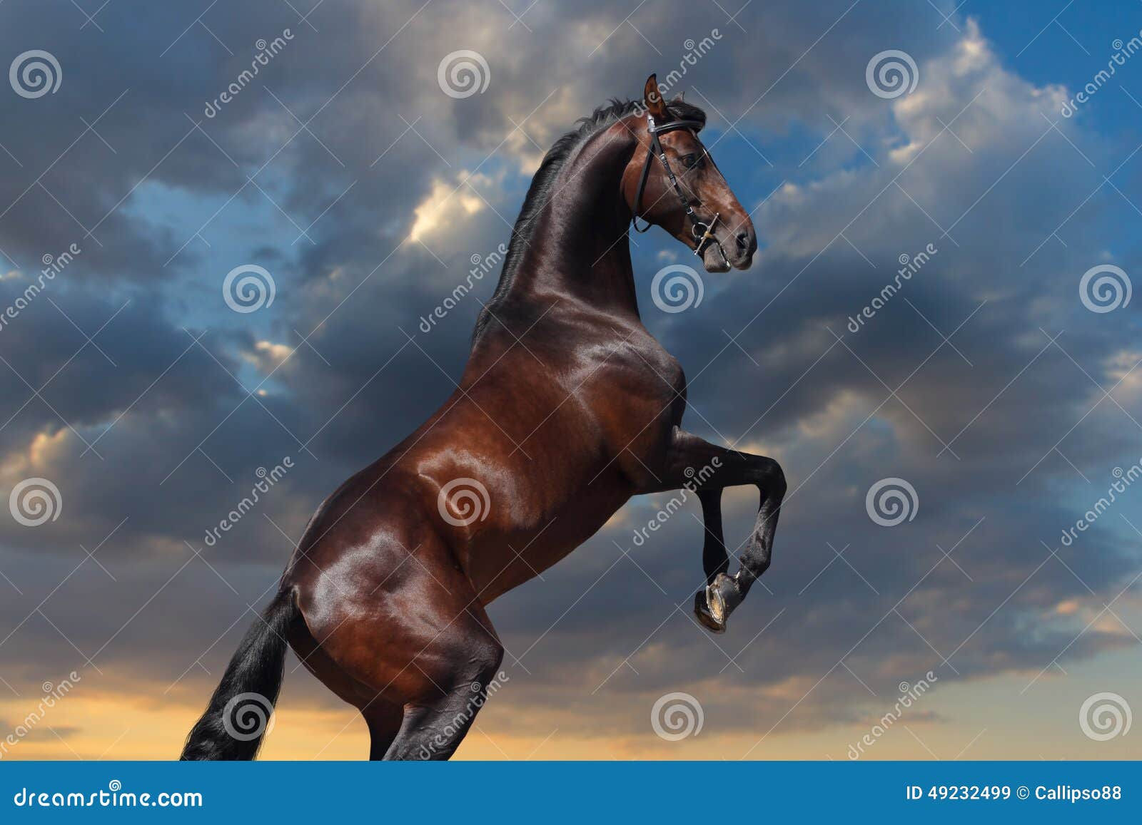 Wallpaper #-2cU-ZIBSpphPi3-KovY187 Bay Horse Stallion Rearing Up Stock Image Image of Motion Farm 49232499