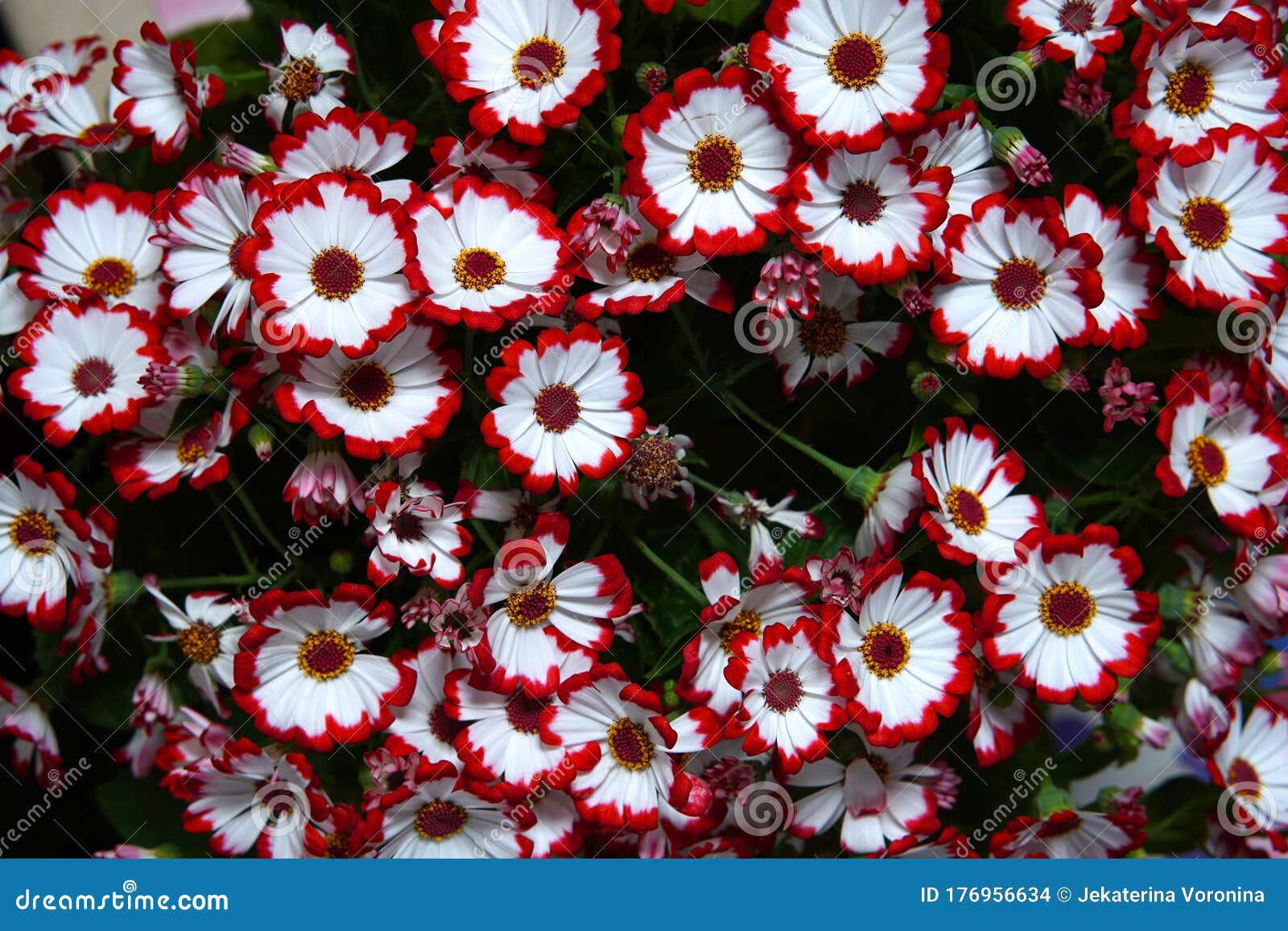 Wallpaper #3mhXIpMBSpphPi3-4TKc79 Beautiful Daisies with Red and White Petals Stock Photo Image of