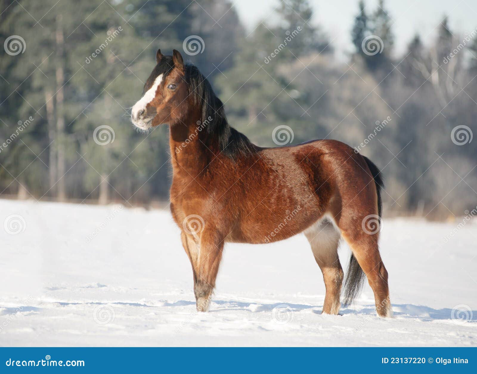 Wallpaper #Rmc1DJMBSpphPi3-Bt0d184 Bay Welsh Pony in Snow Stock Photo Image 23137220
