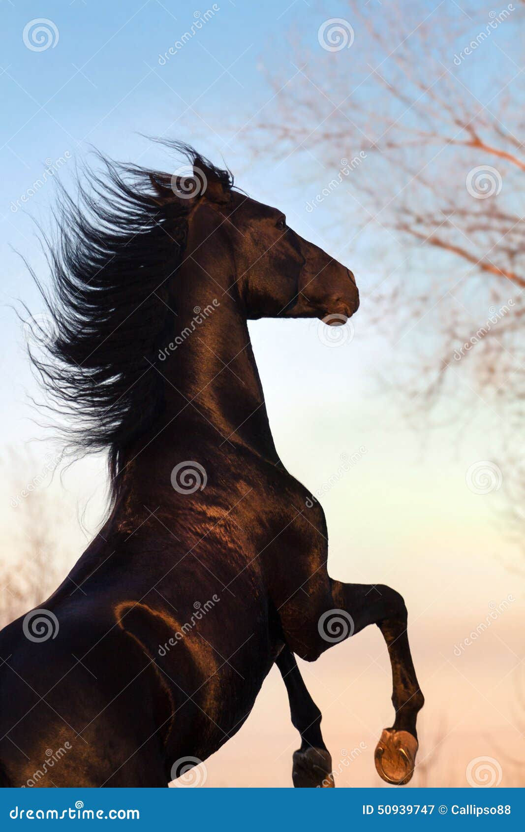 Wallpaper #-2cU-ZIBSpphPi3-KovY10 Black Horse Stallion Rearing Up Stock Image Image of Beautiful Horse
