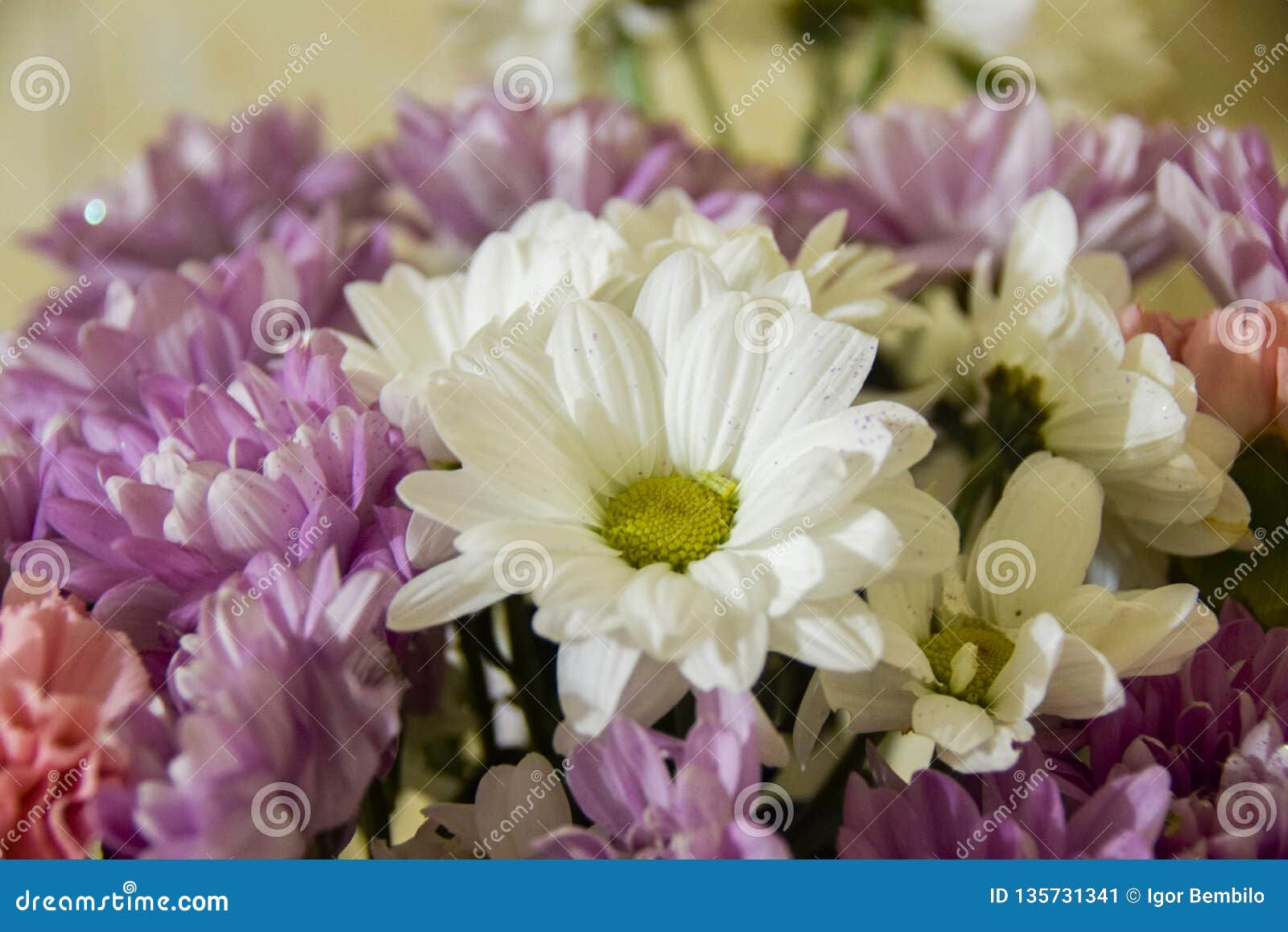 Wallpaper #3mhXIpMBSpphPi3-4TKc195 Beautiful Bouquet of Daisies for Gift Stock Image Image of Amanita