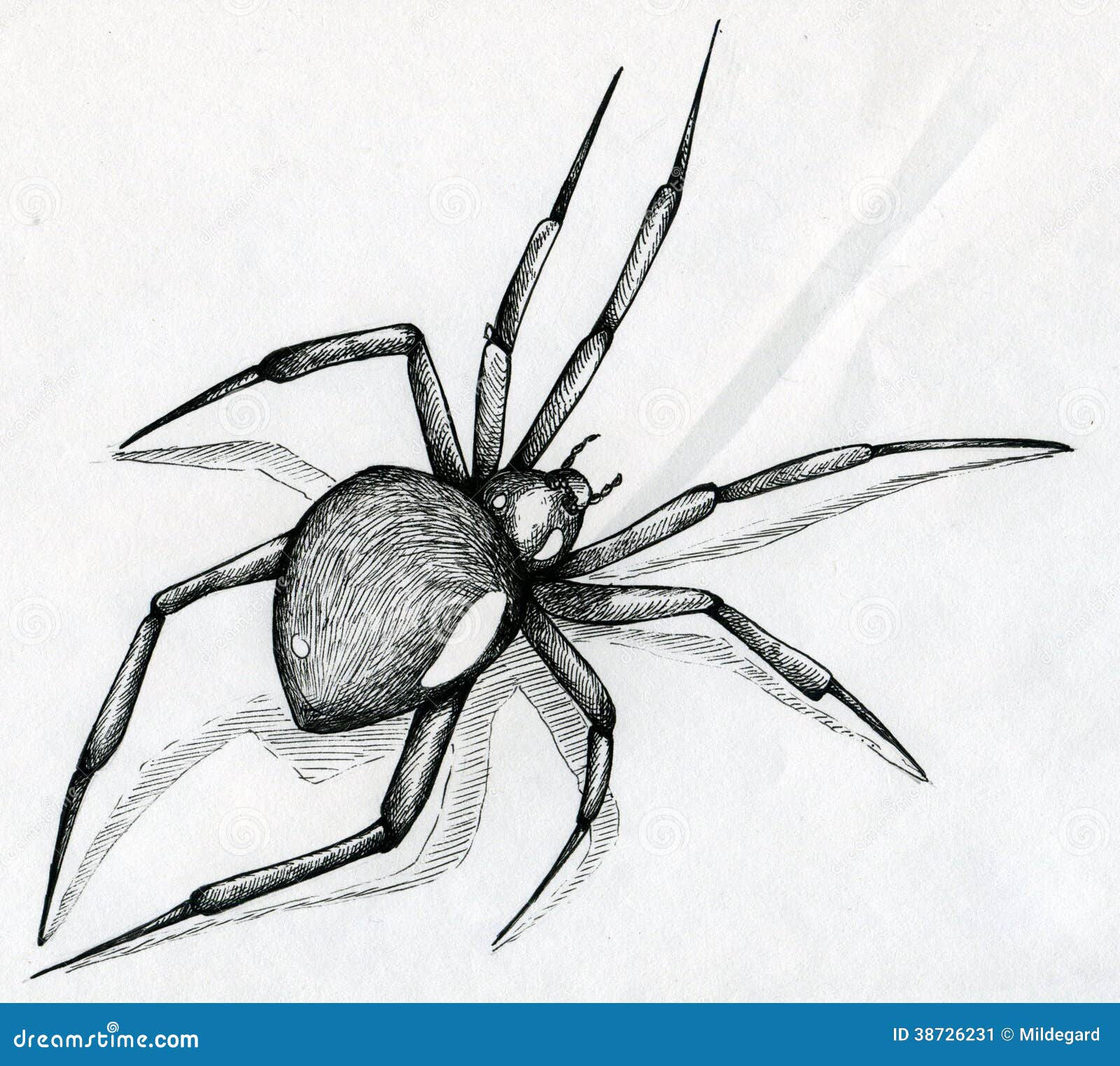 Wallpaper #O_S0OZMBKFX8bn3r9Xeu143 Black Widow Spider Drawing Stock Illustration Illustration of Scary