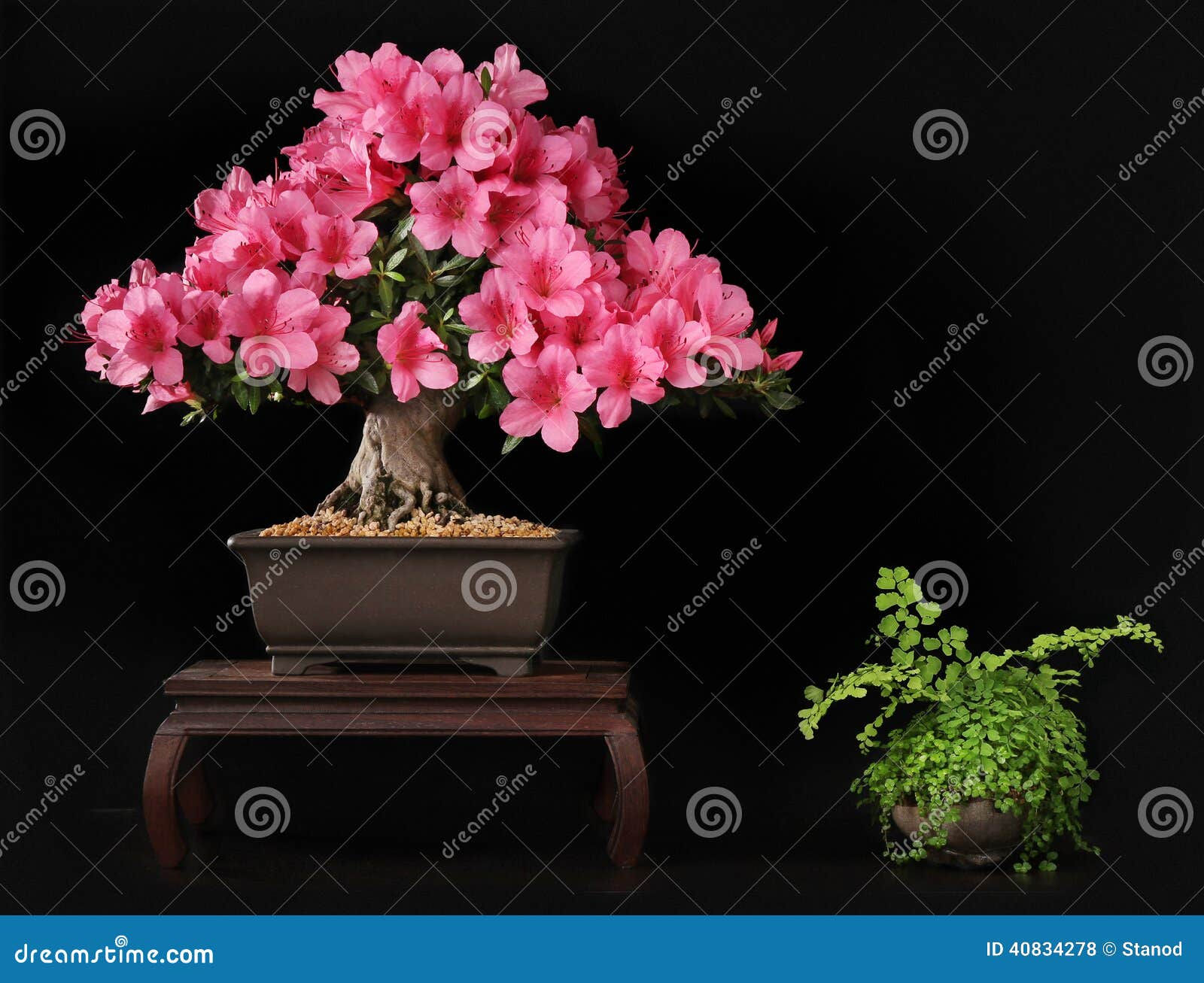 Wallpaper #d8e0c Satsuki Azalea Bonsai Trees Buy Online Greenwood Bonsai Studio