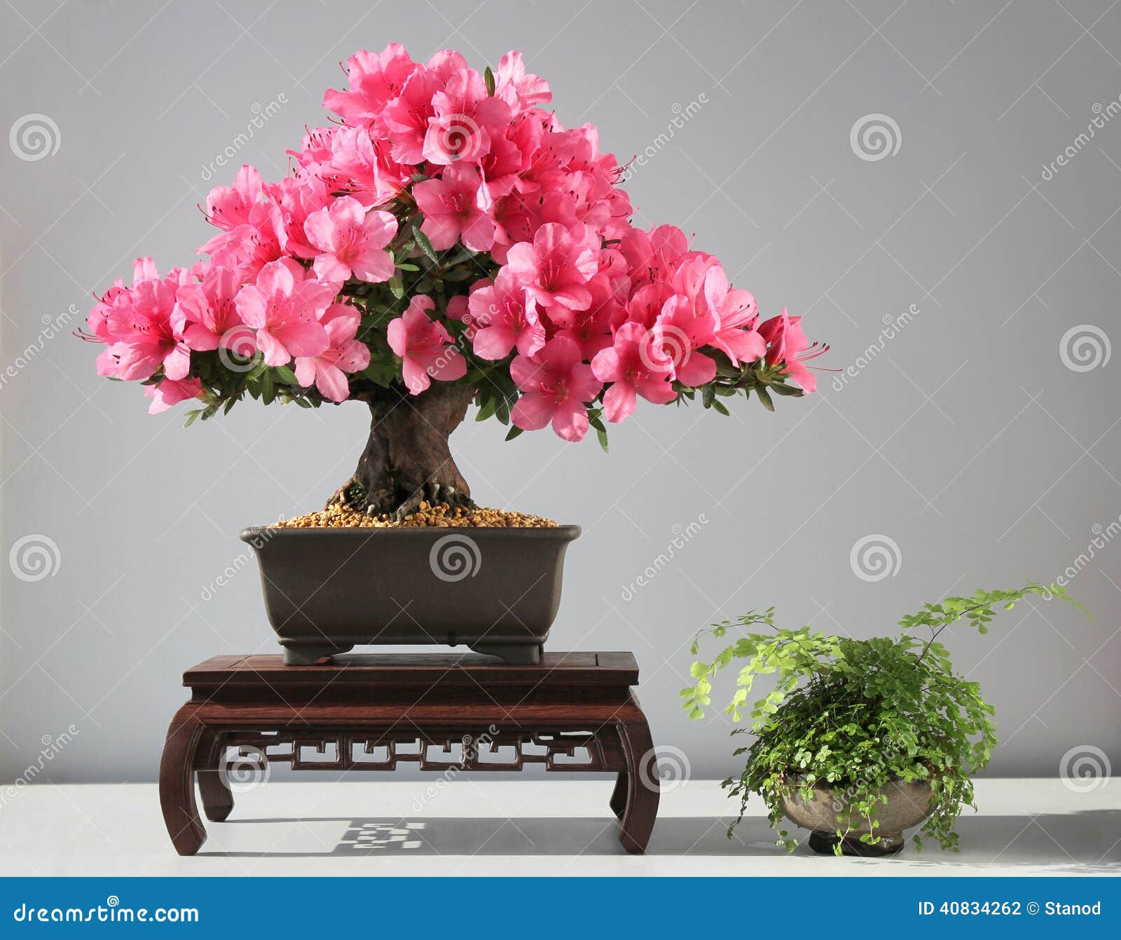 Wallpaper #d8e0c Satsuki Azalea Bonsai Trees Buy Online Greenwood Bonsai Studio