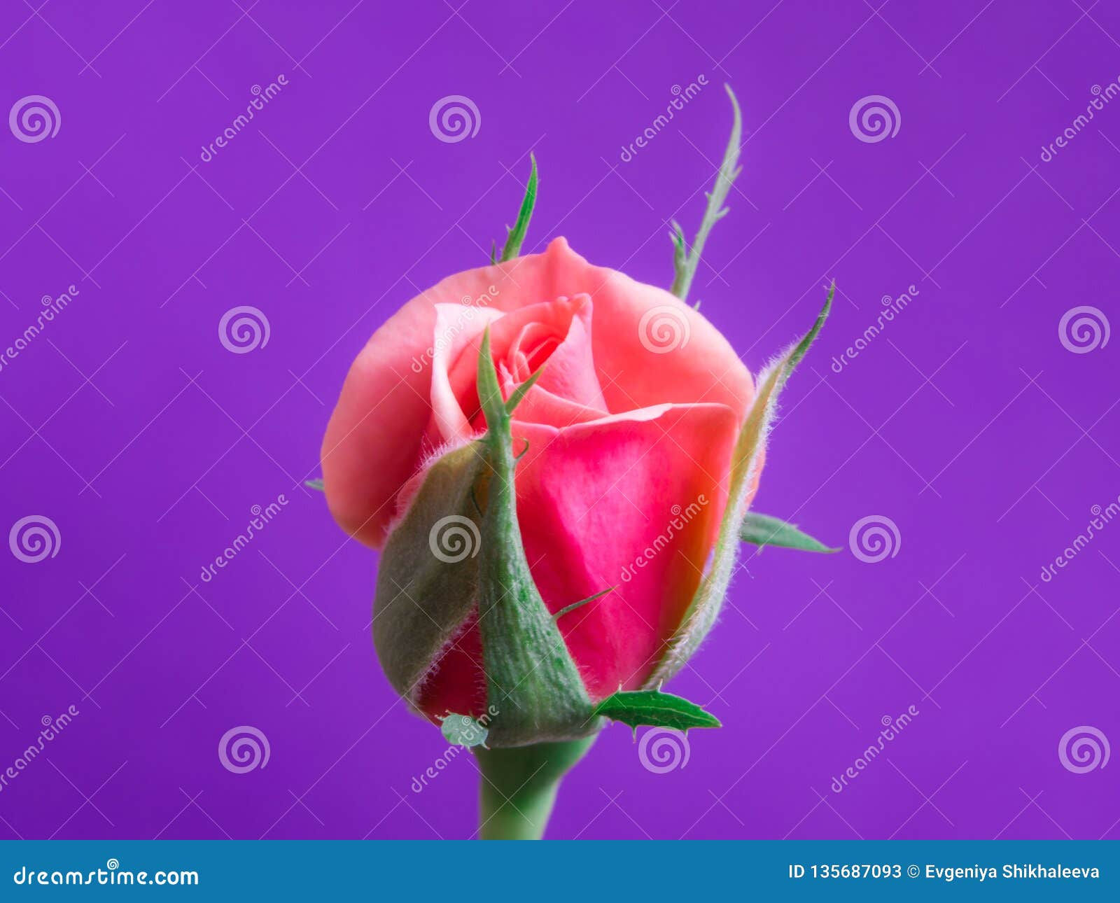 Wallpaper #Vx1aLpMBlOZrFDOkDdNd141 Beautiful Pink Roses on a Soft Background Stock Image Image of Fresh