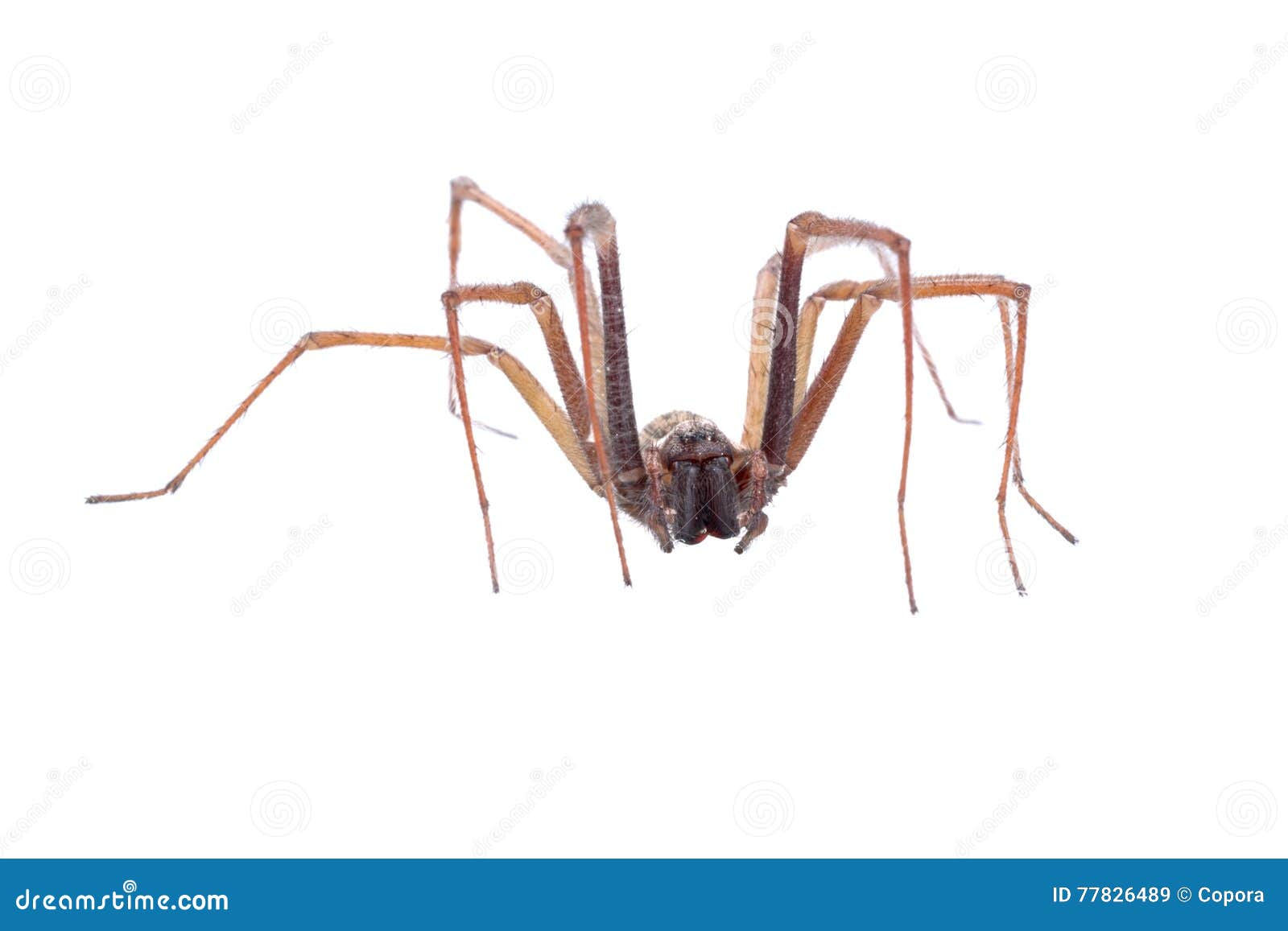 Wallpaper #46455 Brown Spider Cartoon Isolated Illustration Stock Vector Image Art Alamy