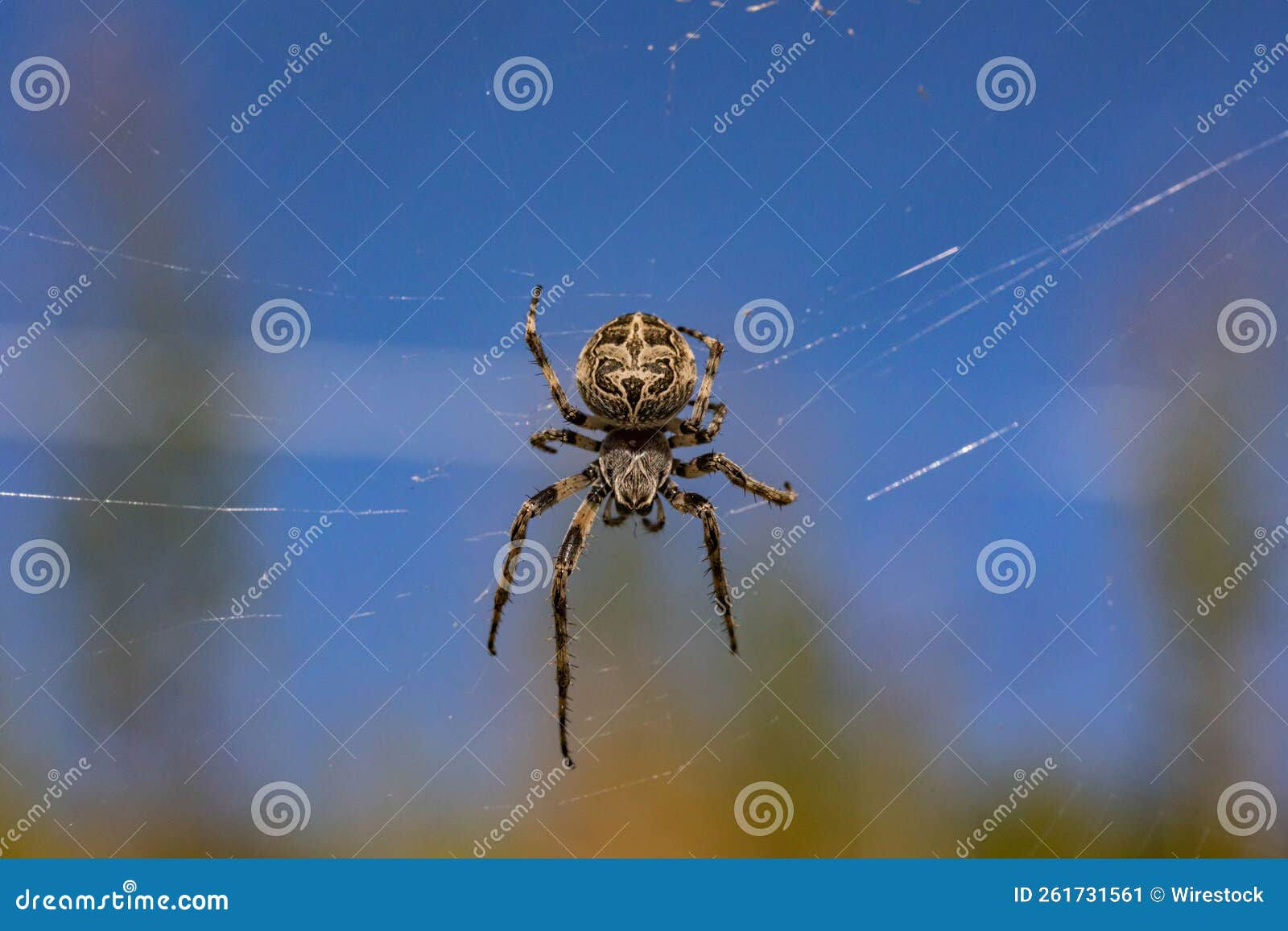 Wallpaper #9mdFCpMBSpphPi3-NNO088 Bridge Spider Crawling on the Web During the Daytime Stock Image