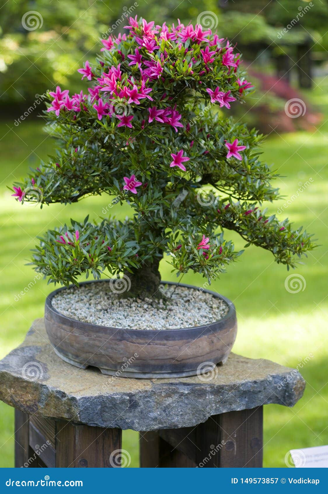 Wallpaper #d8e0c Satsuki Azalea Bonsai Trees Buy Online Greenwood Bonsai Studio