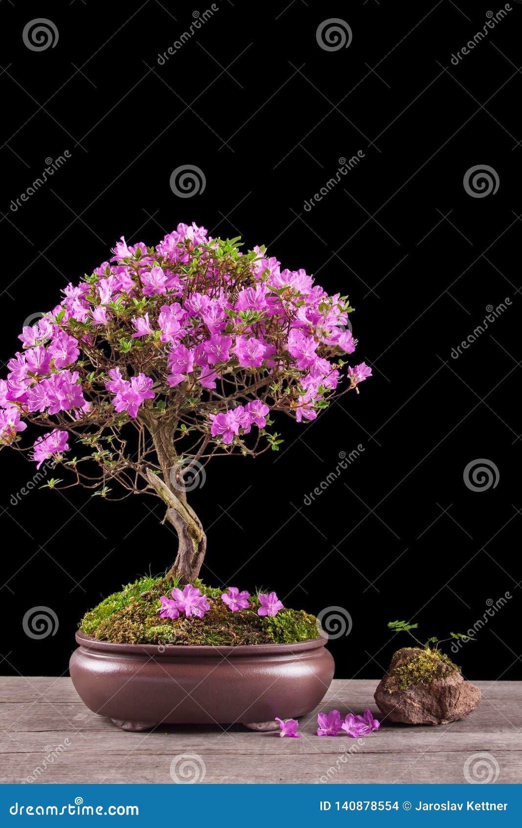 Wallpaper #d8e0c Satsuki Azalea Bonsai Trees Buy Online Greenwood Bonsai Studio