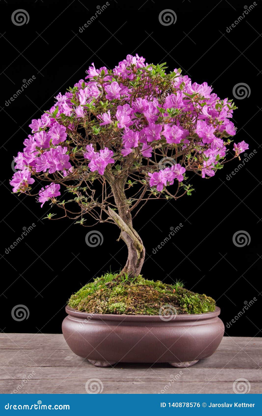 Wallpaper #d8e0c Satsuki Azalea Bonsai Trees Buy Online Greenwood Bonsai Studio