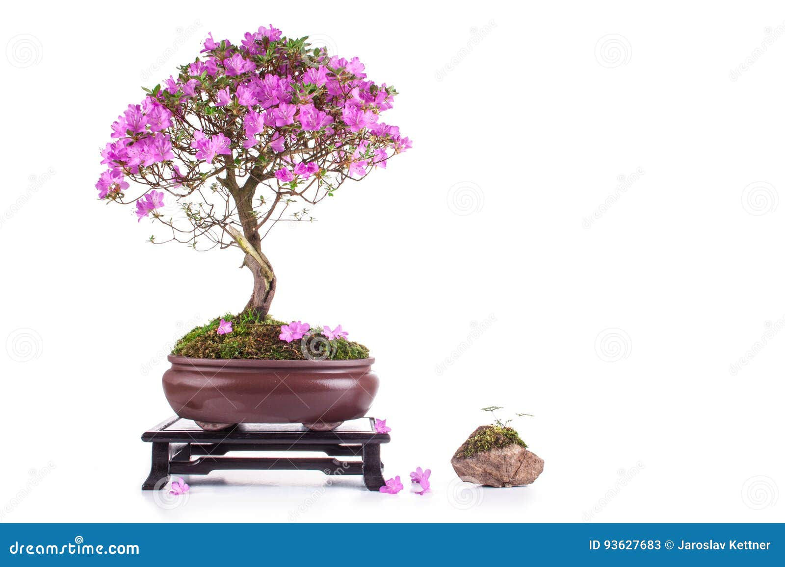 Wallpaper #d8e0c Satsuki Azalea Bonsai Trees Buy Online Greenwood Bonsai Studio