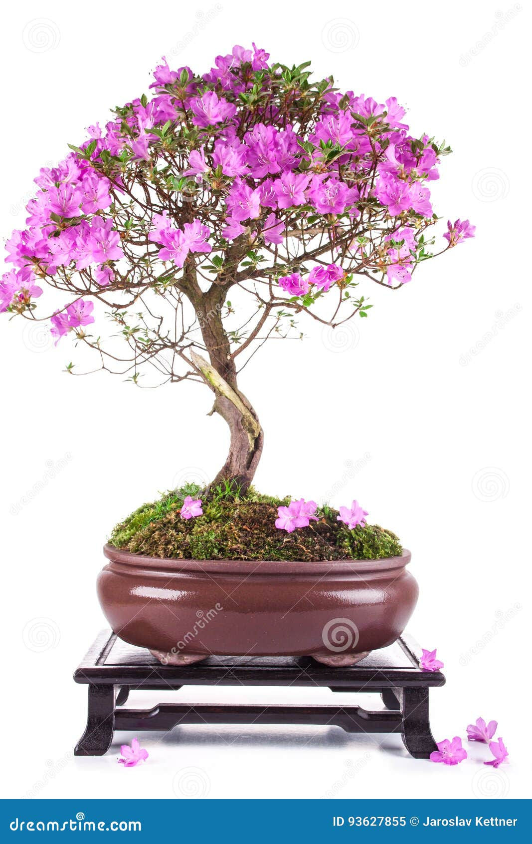 Wallpaper #d8e0c Satsuki Azalea Bonsai Trees Buy Online Greenwood Bonsai Studio