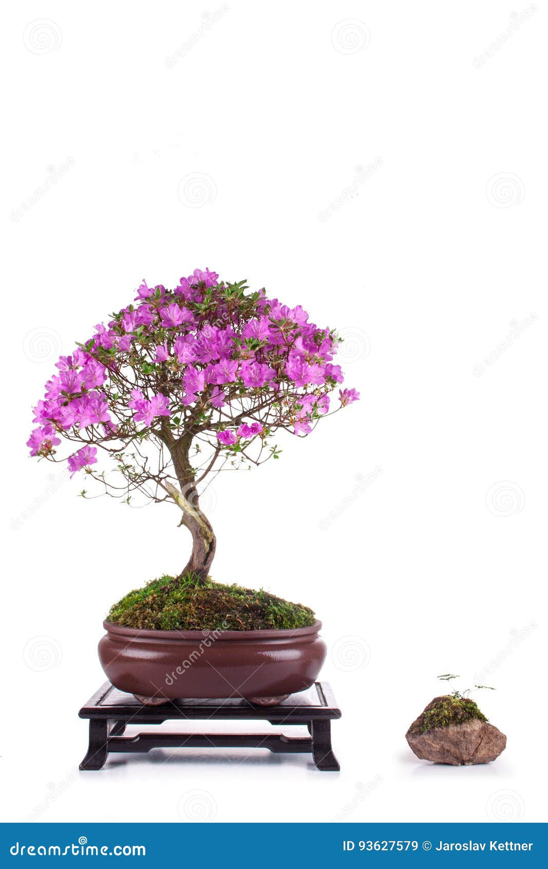 Wallpaper #d8e0c Satsuki Azalea Bonsai Trees Buy Online Greenwood Bonsai Studio