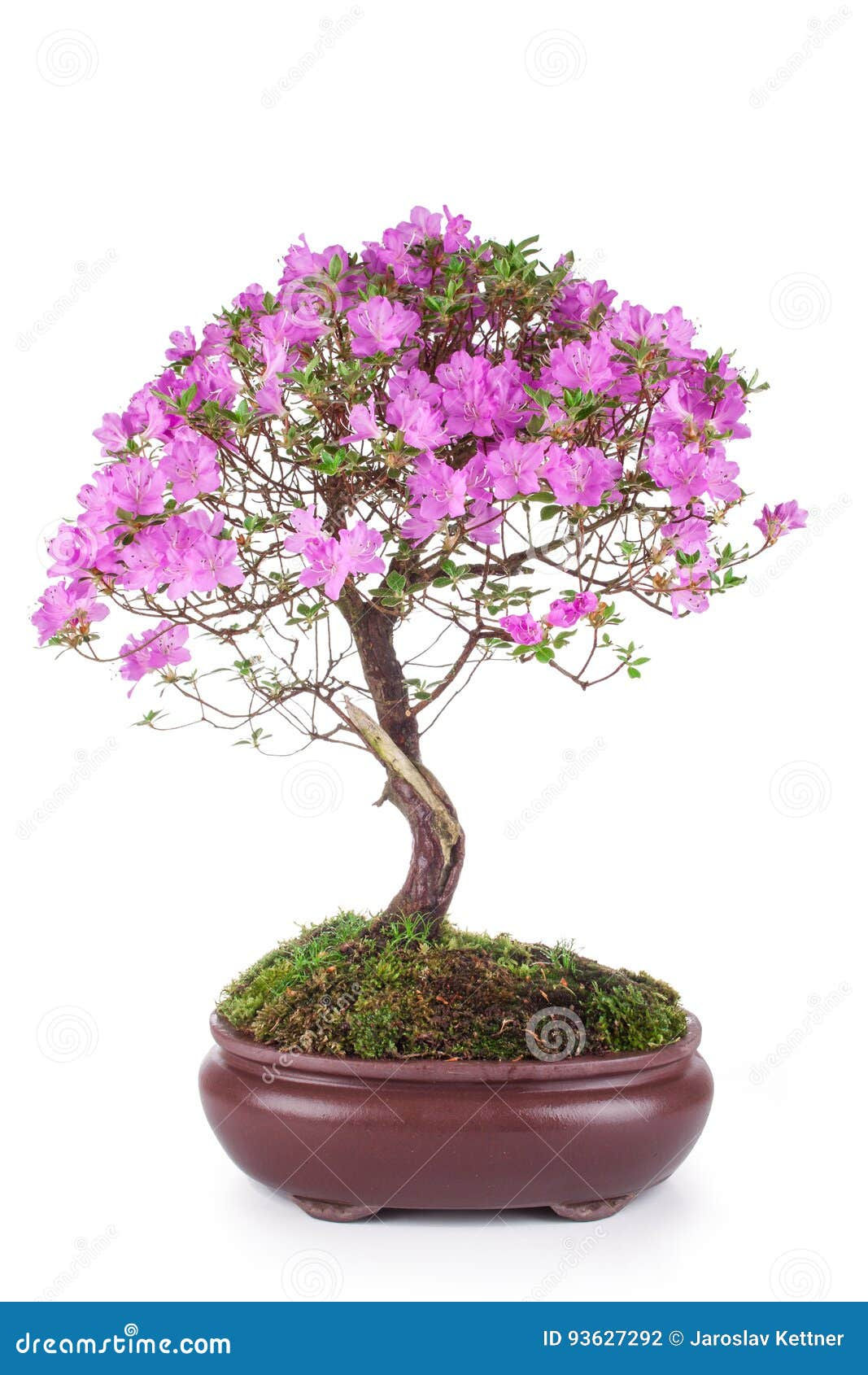 Wallpaper #d8e0c Satsuki Azalea Bonsai Trees Buy Online Greenwood Bonsai Studio