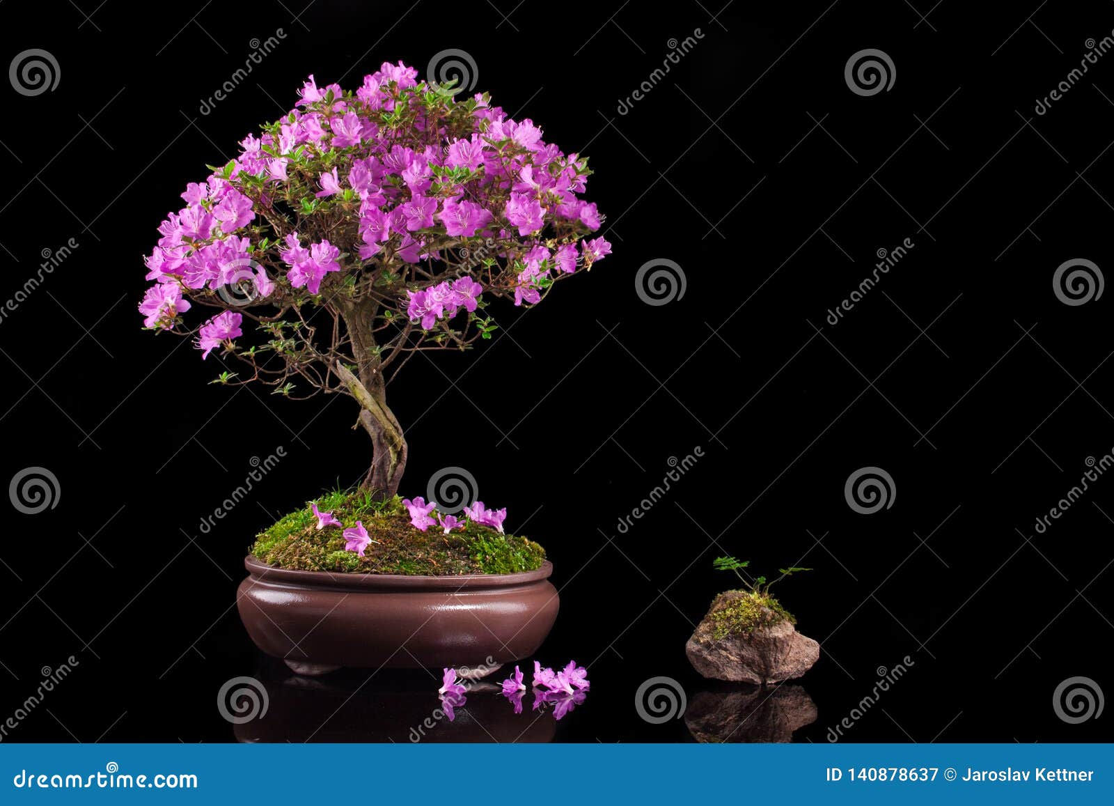 Wallpaper #d8e0c Satsuki Azalea Bonsai Trees Buy Online Greenwood Bonsai Studio