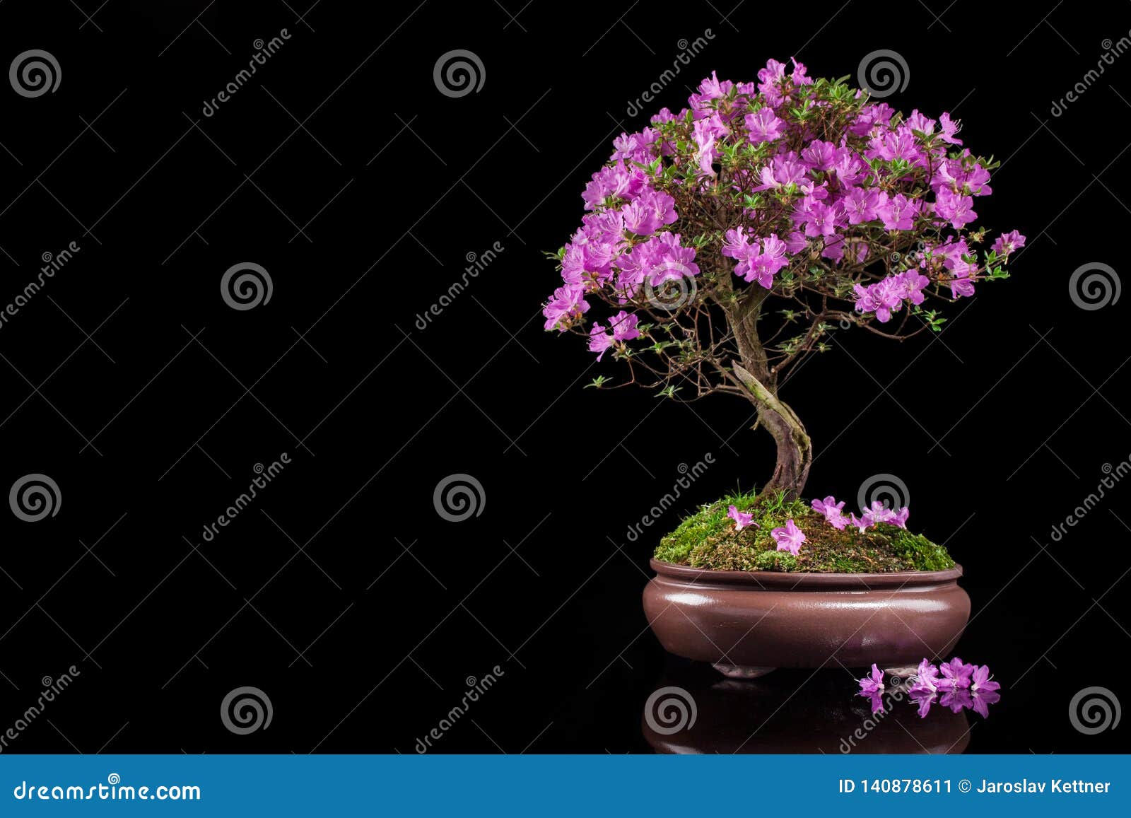 Wallpaper #d8e0c Satsuki Azalea Bonsai Trees Buy Online Greenwood Bonsai Studio