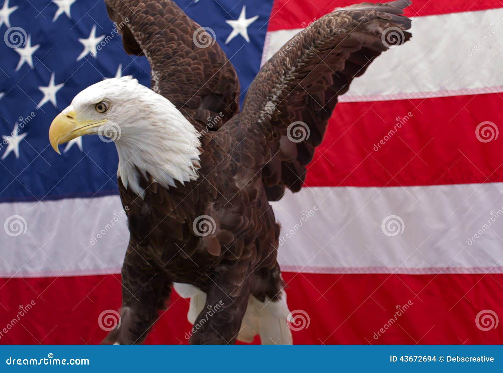 Wallpaper #6ef95 11209 Gier Eagle Images Stock Photos Vectors Shutterstock