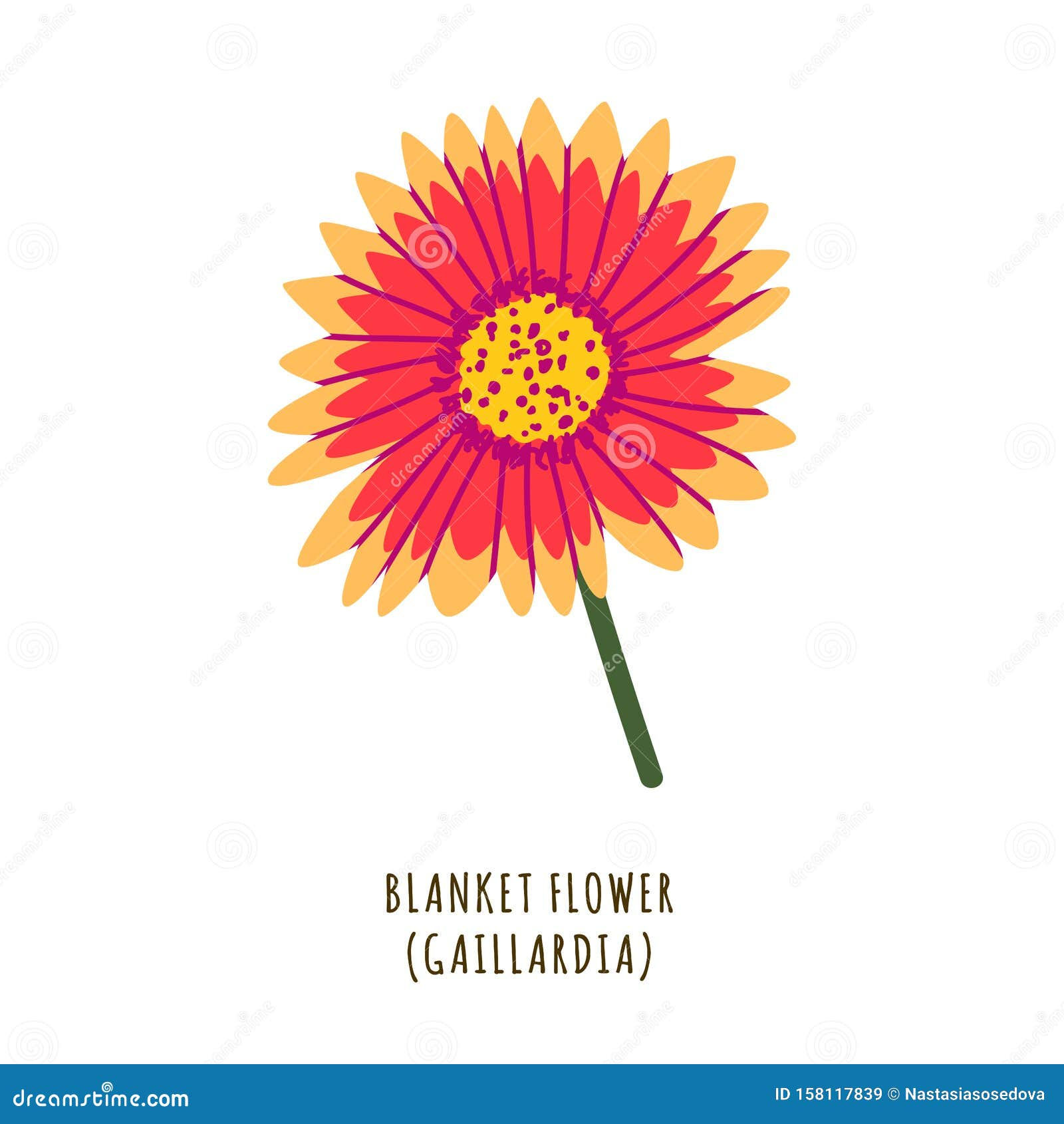Wallpaper #lGcDC5MBSpphPi3-T9ct305 Blanket Flower Stock Vector Illustration of Greenhouse 158117839