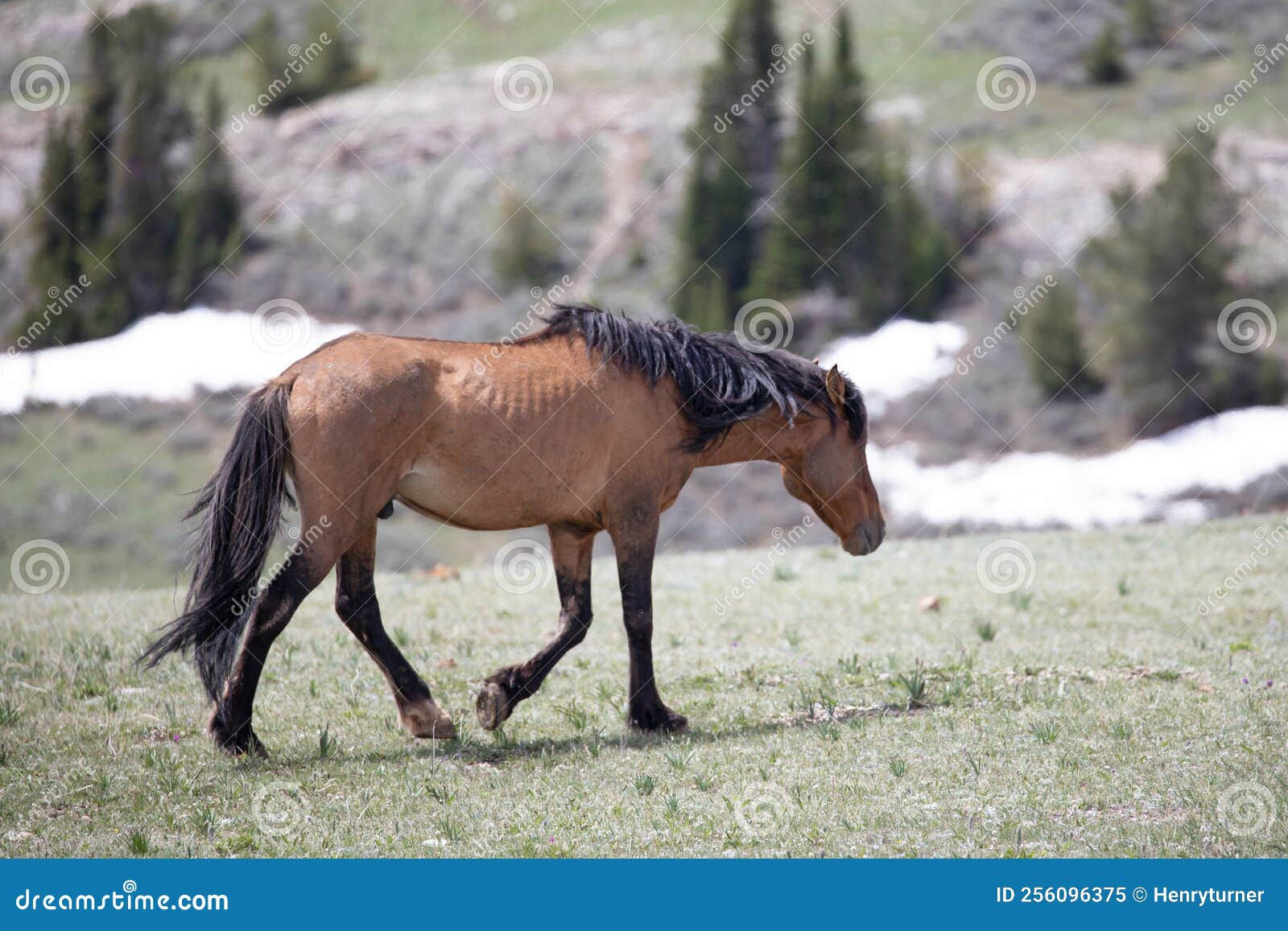 Wallpaper #ZfuAgZcBx-Hc5Y20Bqws60 Bay Buckskin Wild Horse Stallion in the Pryor Mountains Wild Horse