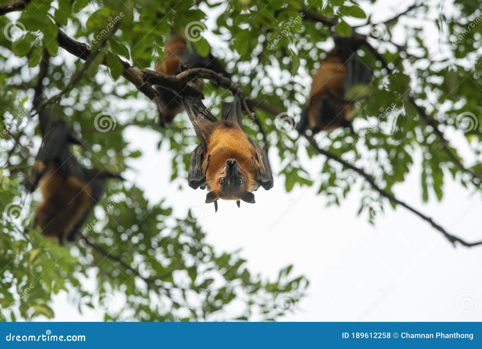 Wallpaper #2mdTDJMBSpphPi3-nt1P157 Bats Hanging Upside Down Lyles Flying Fox Royalty Free Stock