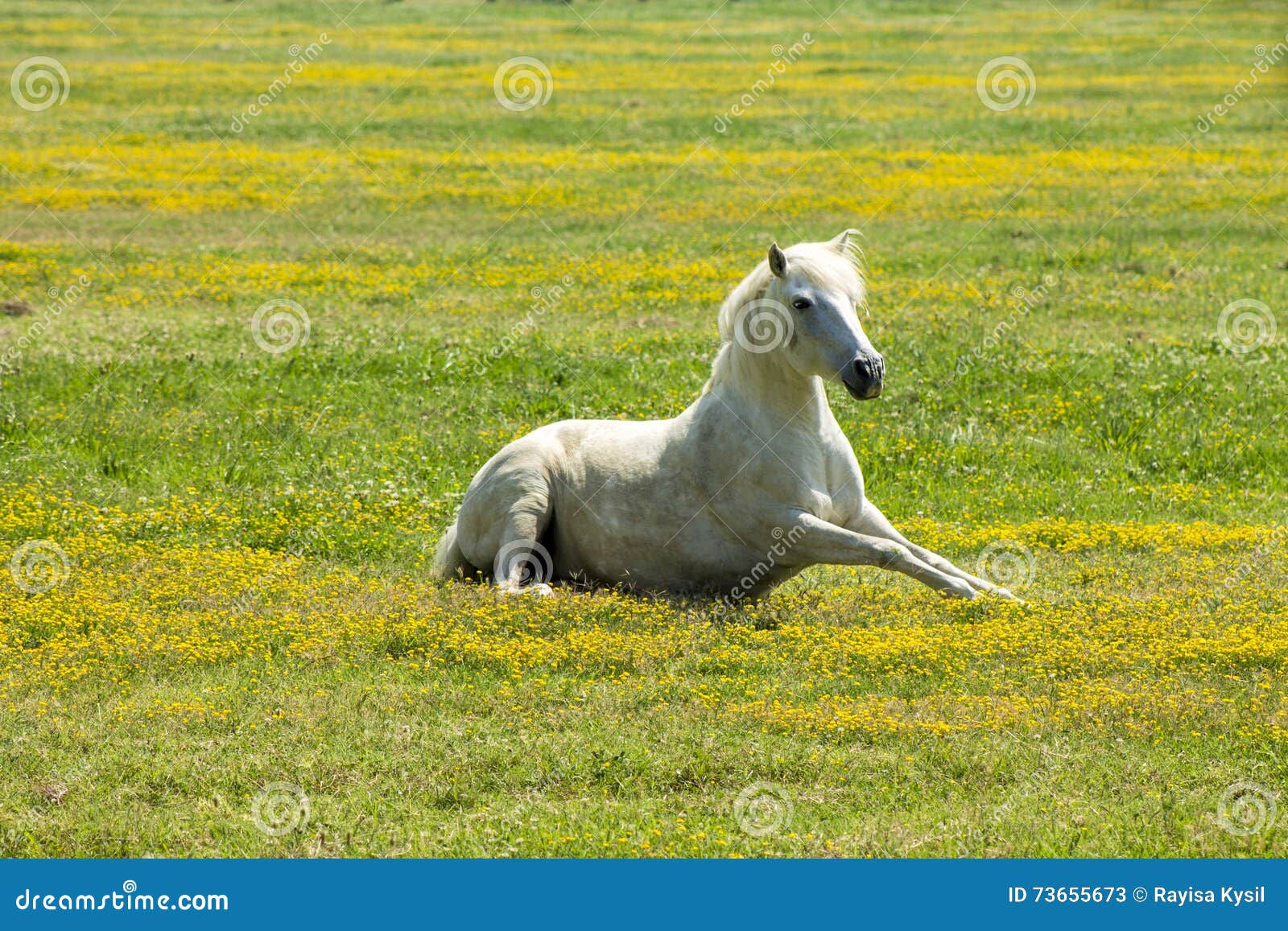 Wallpaper #8h2ULJMBlOZrFDOkIMqE153 Beautiful White Horse Stock Image Image of Nature Arab 73655673