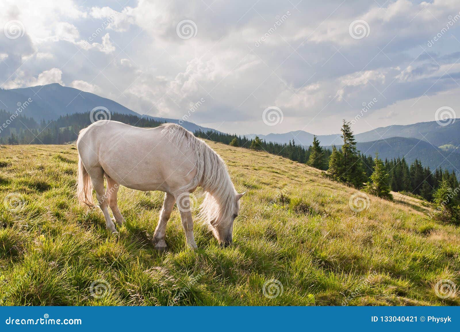 Wallpaper #8h2ULJMBlOZrFDOkIMqE278 A Beautiful White Horse Grazing in the Meadow Carpathian Mountains