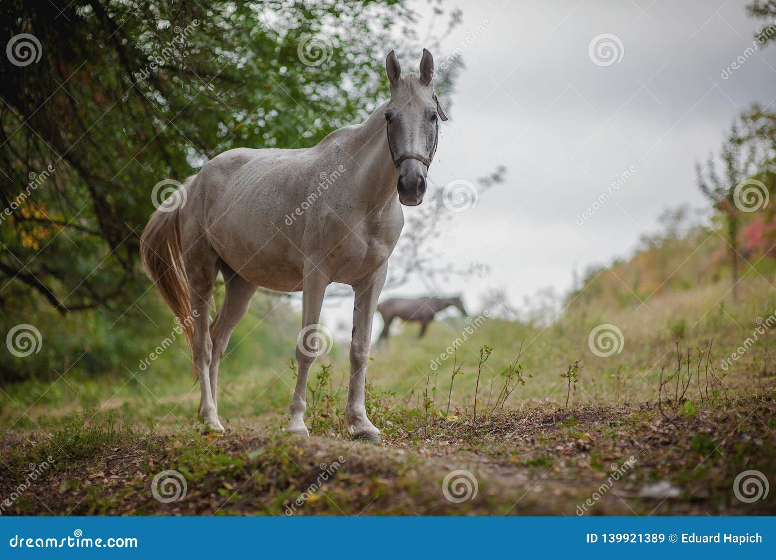 Wallpaper #8h2ULJMBlOZrFDOkIMqE305 Beautiful White Horse Stock Image Image of Animal Gorgeous 139921389