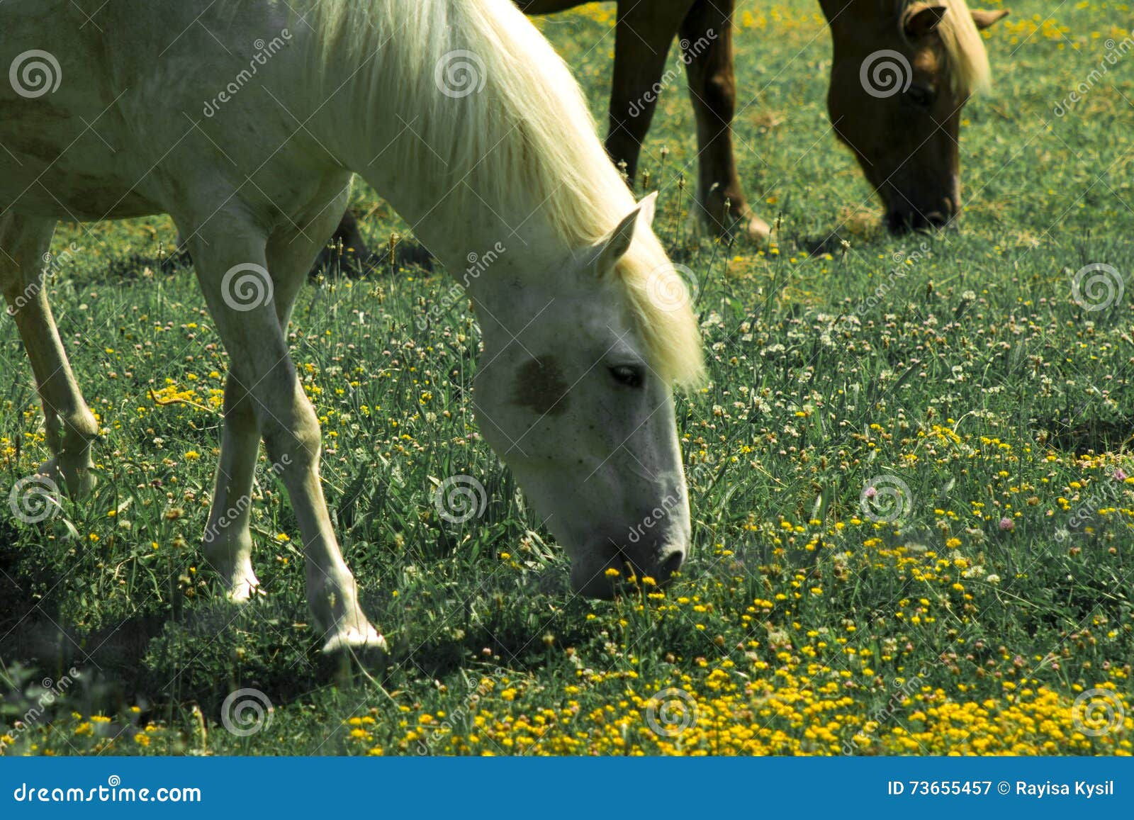 Wallpaper #8h2ULJMBlOZrFDOkIMqE135 Beautiful White Horse Stock Image Image of Fast Curious 73655457