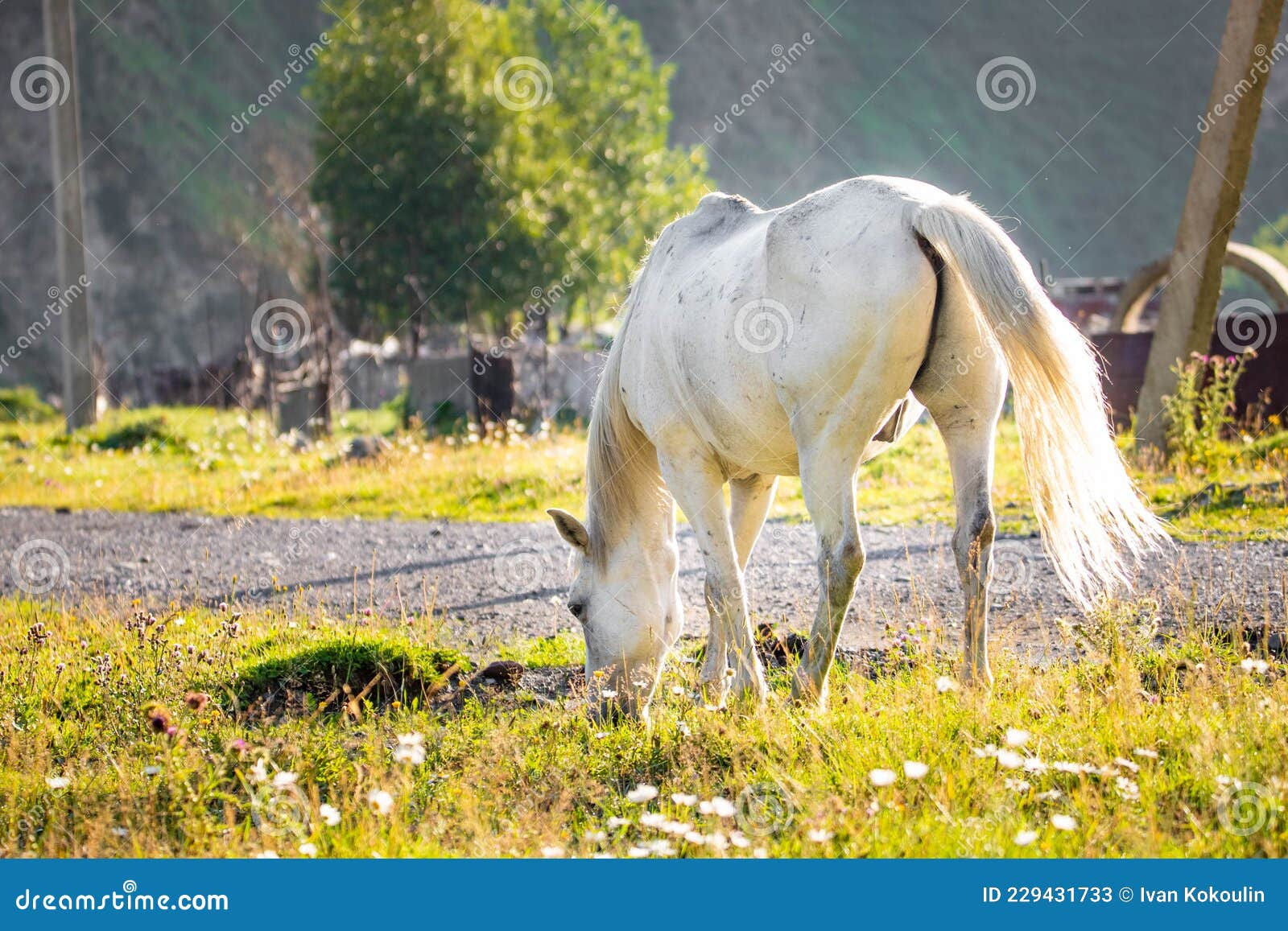 Wallpaper #8h2ULJMBlOZrFDOkIMqE73 Beautiful White Horse from the Back on the Green Field Stock Image