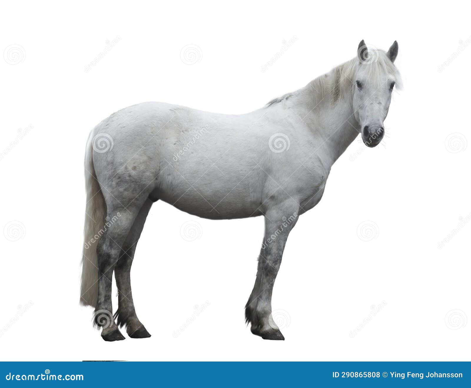 Wallpaper #8h2ULJMBlOZrFDOkIMqE232 Beautiful White Horse Stock Photo Image of Gray Horse 290865808