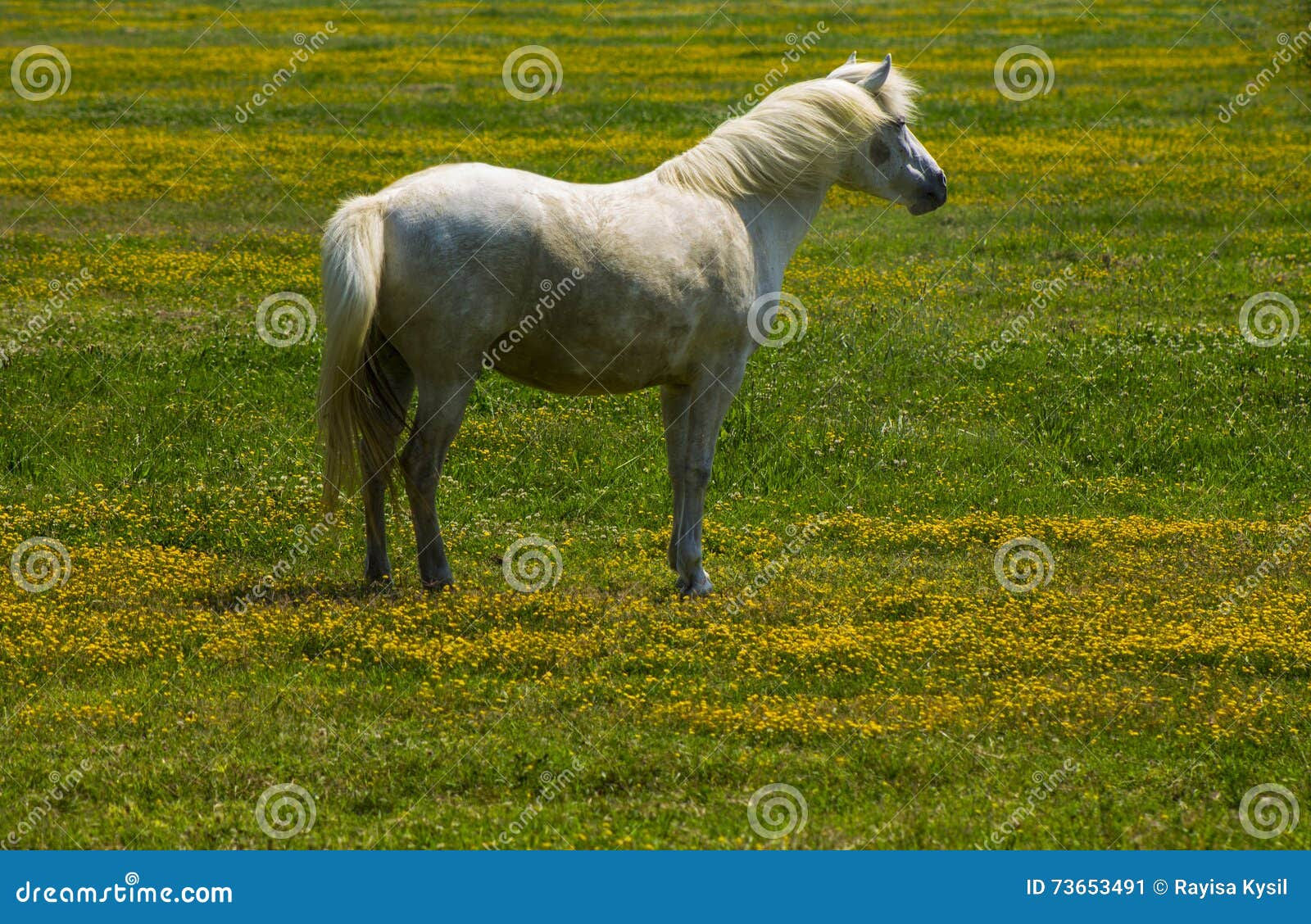 Wallpaper #8h2ULJMBlOZrFDOkIMqE69 Beautiful White Horse Stock Image Image of Motion Beauty 73653491