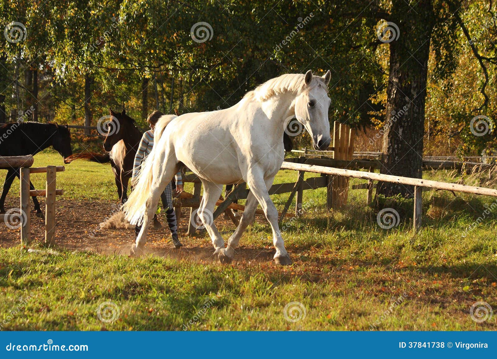 Wallpaper #8h2ULJMBlOZrFDOkIMqE369 Beautiful White Horse Running Trotting Stock Photo Image of Fence