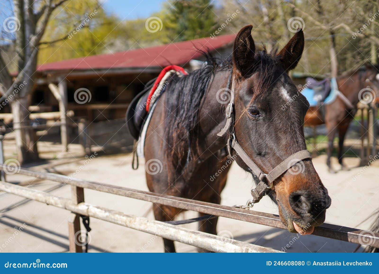 Wallpaper #-2cU-ZIBSpphPi3-KovY88 A Black Horse at a Horse Breeding Farm in a Village on Spring Sunset on
