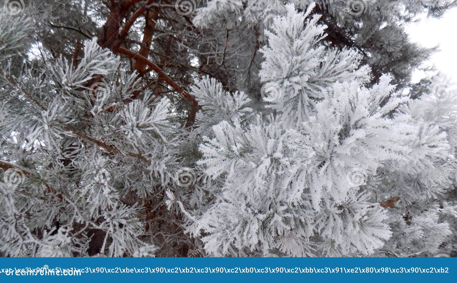 Wallpaper #BGdQC5MBSpphPi3-qtkV254 Winter Nature Beautiful Winter Landscape Abstract Pine Forest
