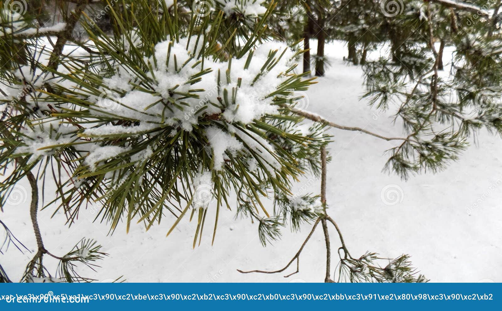 Wallpaper #BGdQC5MBSpphPi3-qtkV97 Beautiful Winter Landscape Abstract Pine Forest Background Stock Photo