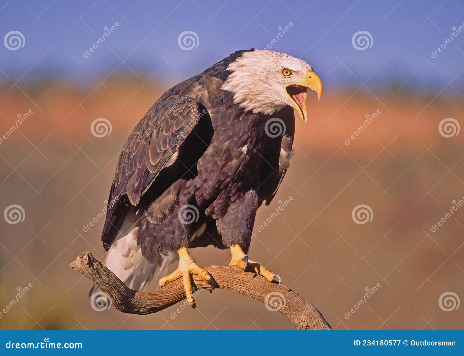 Wallpaper #6ef95 11209 Gier Eagle Images Stock Photos Vectors Shutterstock