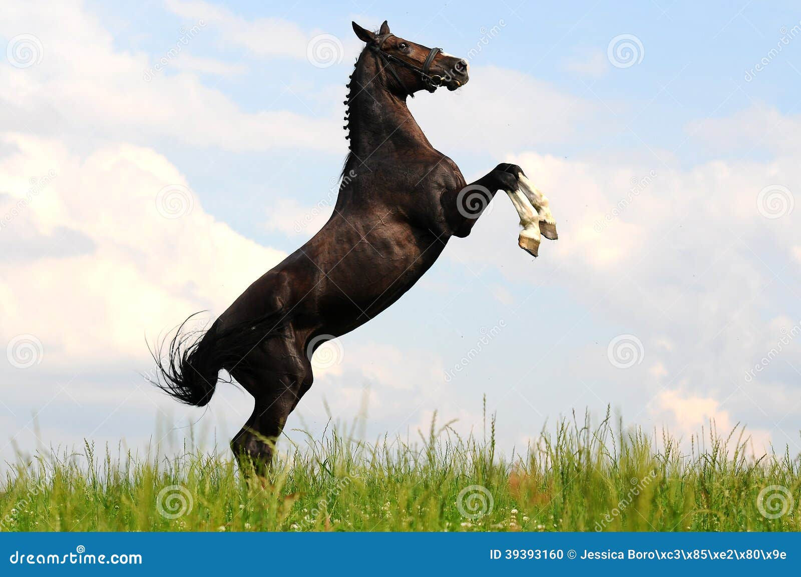 Wallpaper #-2cU-ZIBSpphPi3-KovY269 Bay Horse Rearing Up Stock Photo Image of Summer Equine 39393160