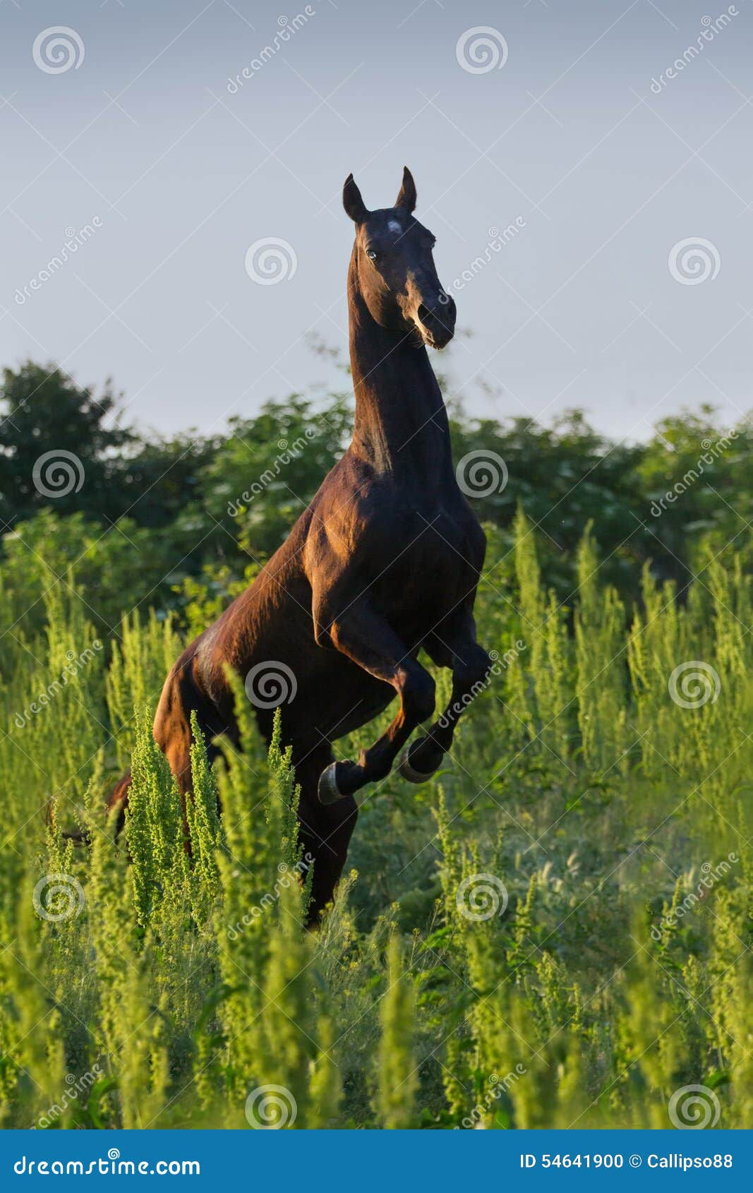 Wallpaper #-2cU-ZIBSpphPi3-KovY11 Black Stallion Rearing Up Stock Photo Image of Spaces 54641900