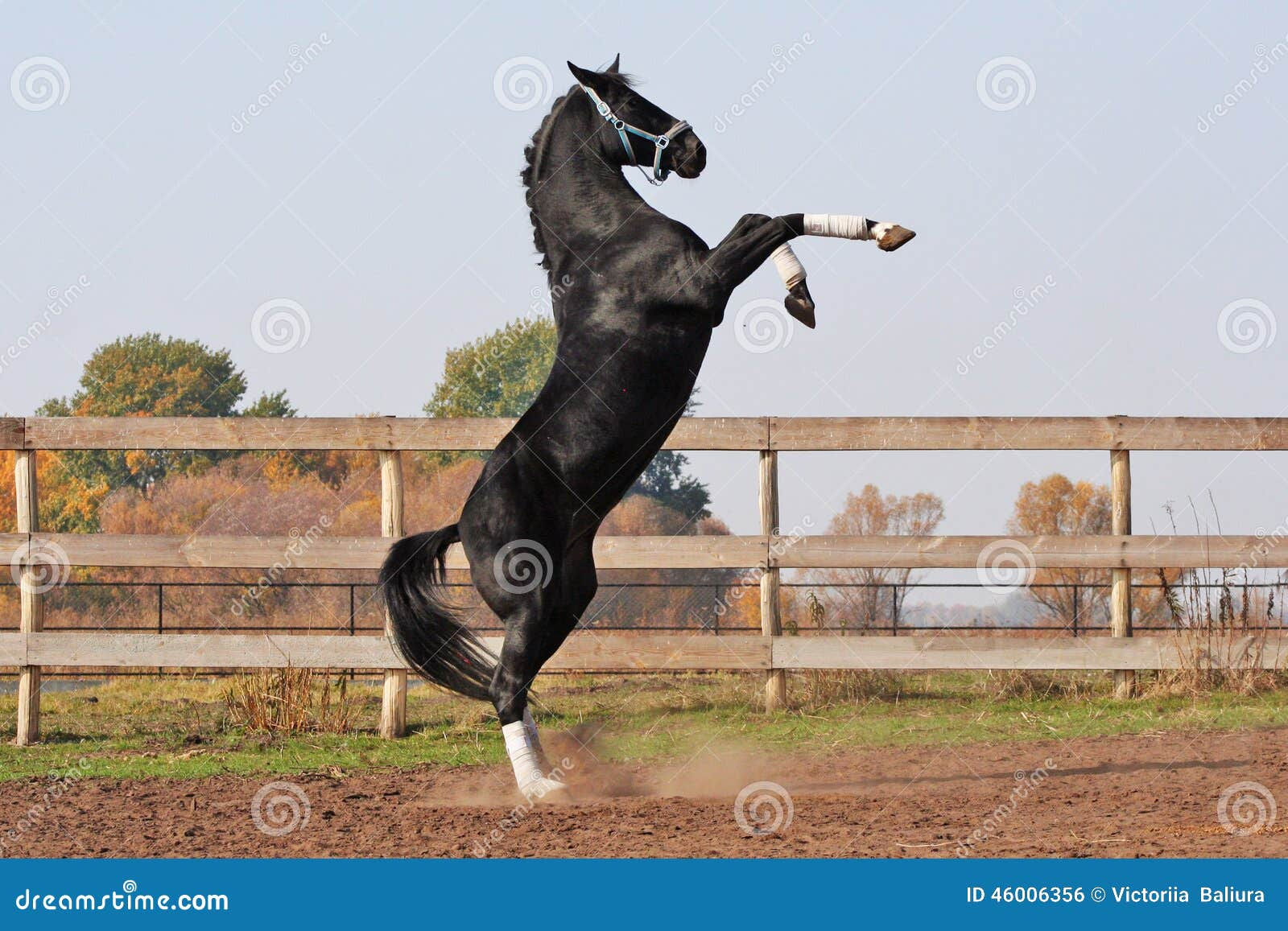 Wallpaper #-2cU-ZIBSpphPi3-KovY26 Black Stallion on the Hind Legs Stock Photo Image of Nsport Rearing