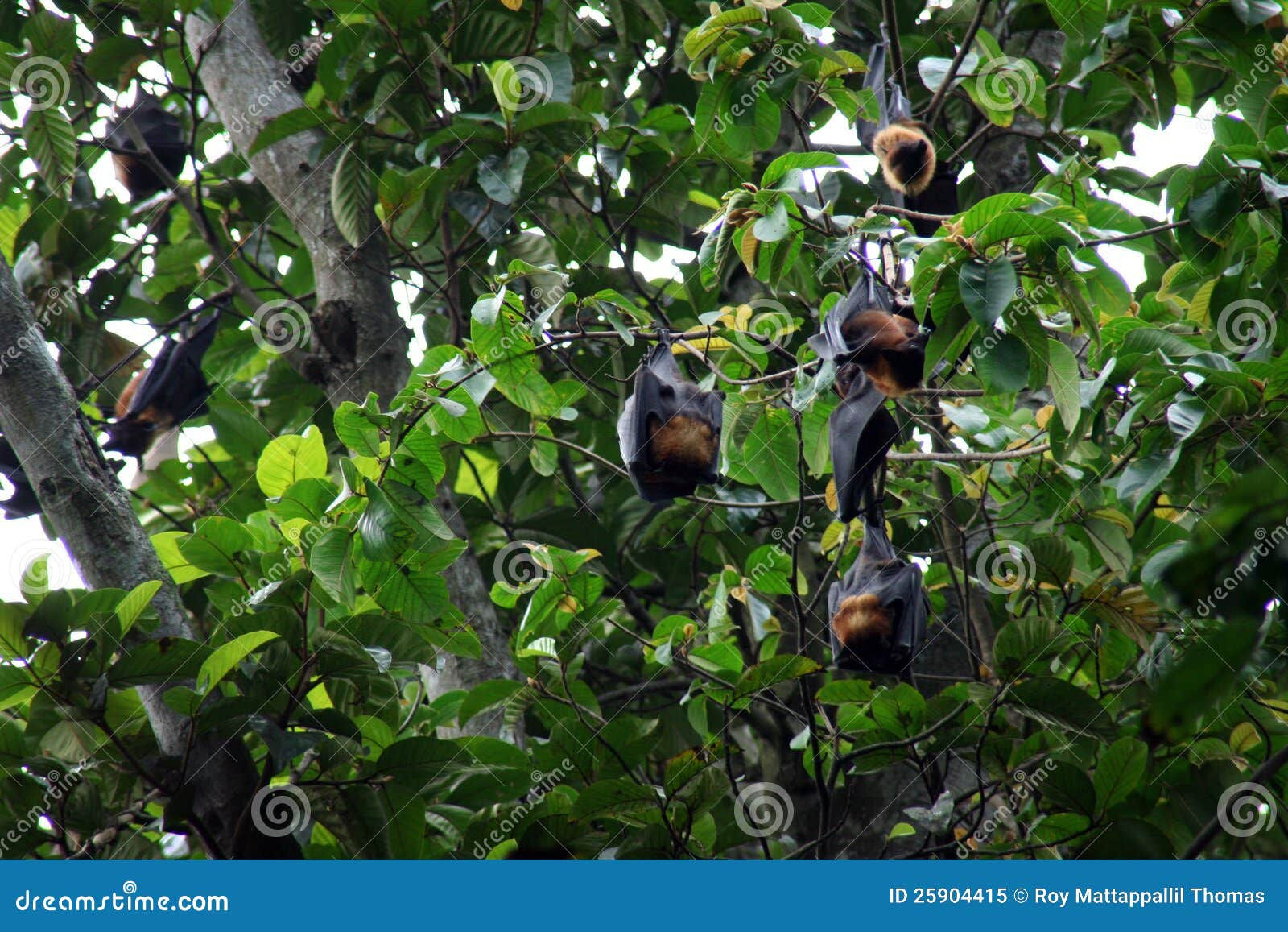 Wallpaper #2mdTDJMBSpphPi3-nt1P46 Bats Hanging from Tree Stock Image Image of Bats Green 25904415