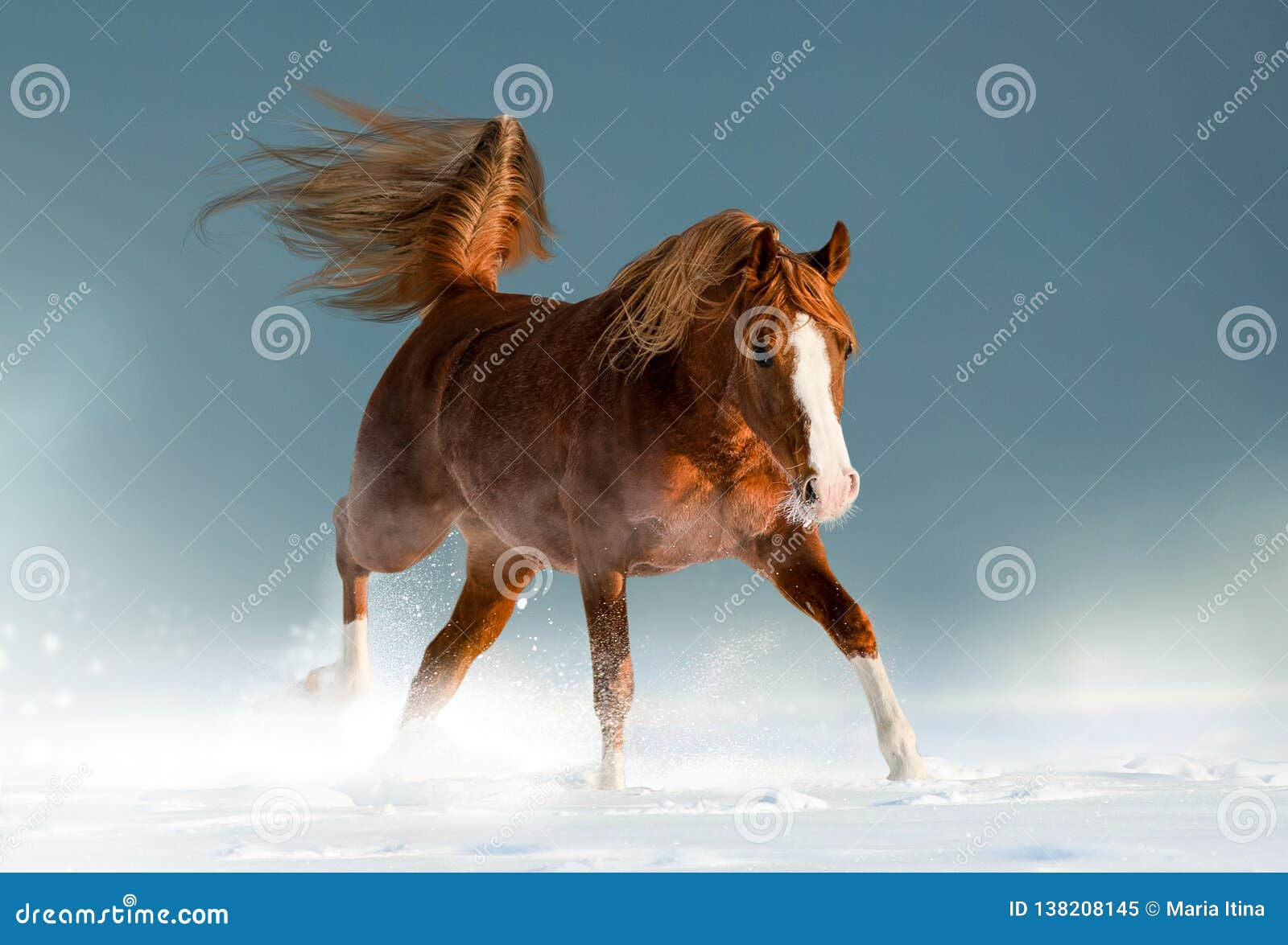 Wallpaper #Rmc1DJMBSpphPi3-Bt0d181 Beautiful Chestnut Arabian Horse in Winter Stock Image Image of Arab