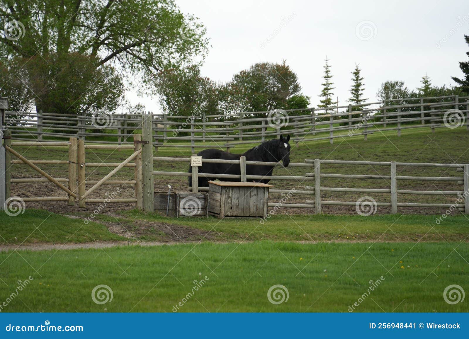 Wallpaper #Rmc1DJMBSpphPi3-Bt0d326 Beautiful Young Black Horse in a Fenced Paddock on Country Estate Stock
