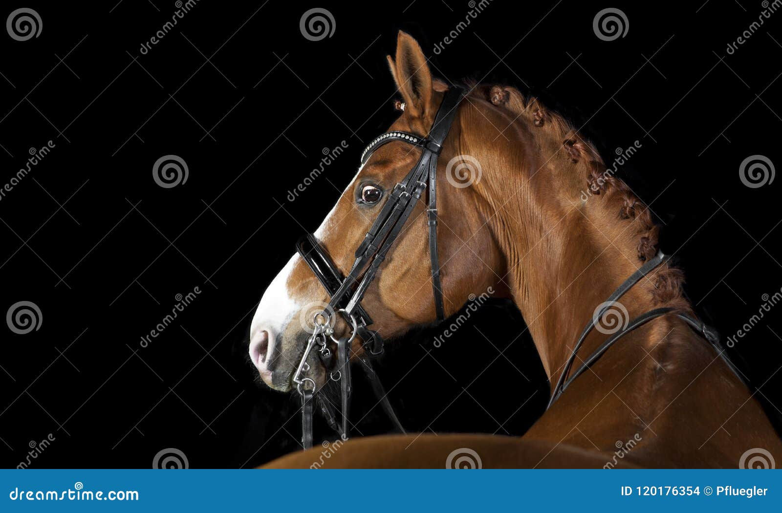 Wallpaper #bWfaEpMBSpphPi3-4_0h248 Horse Black Background Stock Photo Image of Closeup 120176354
