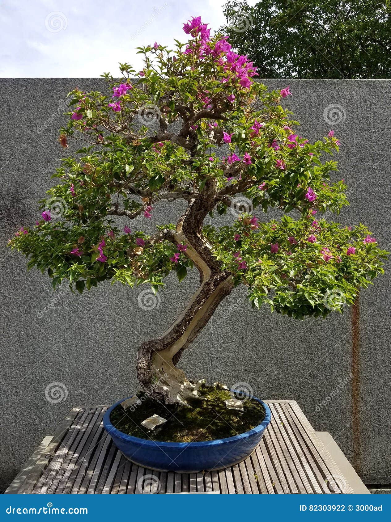 Wallpaper #d8e0c Satsuki Azalea Bonsai Trees Buy Online Greenwood Bonsai Studio