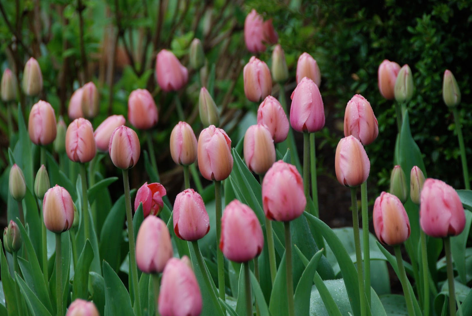 Wallpaper #0f480 Tulips Golden Varietie Stock Image Image of Grass 19338473